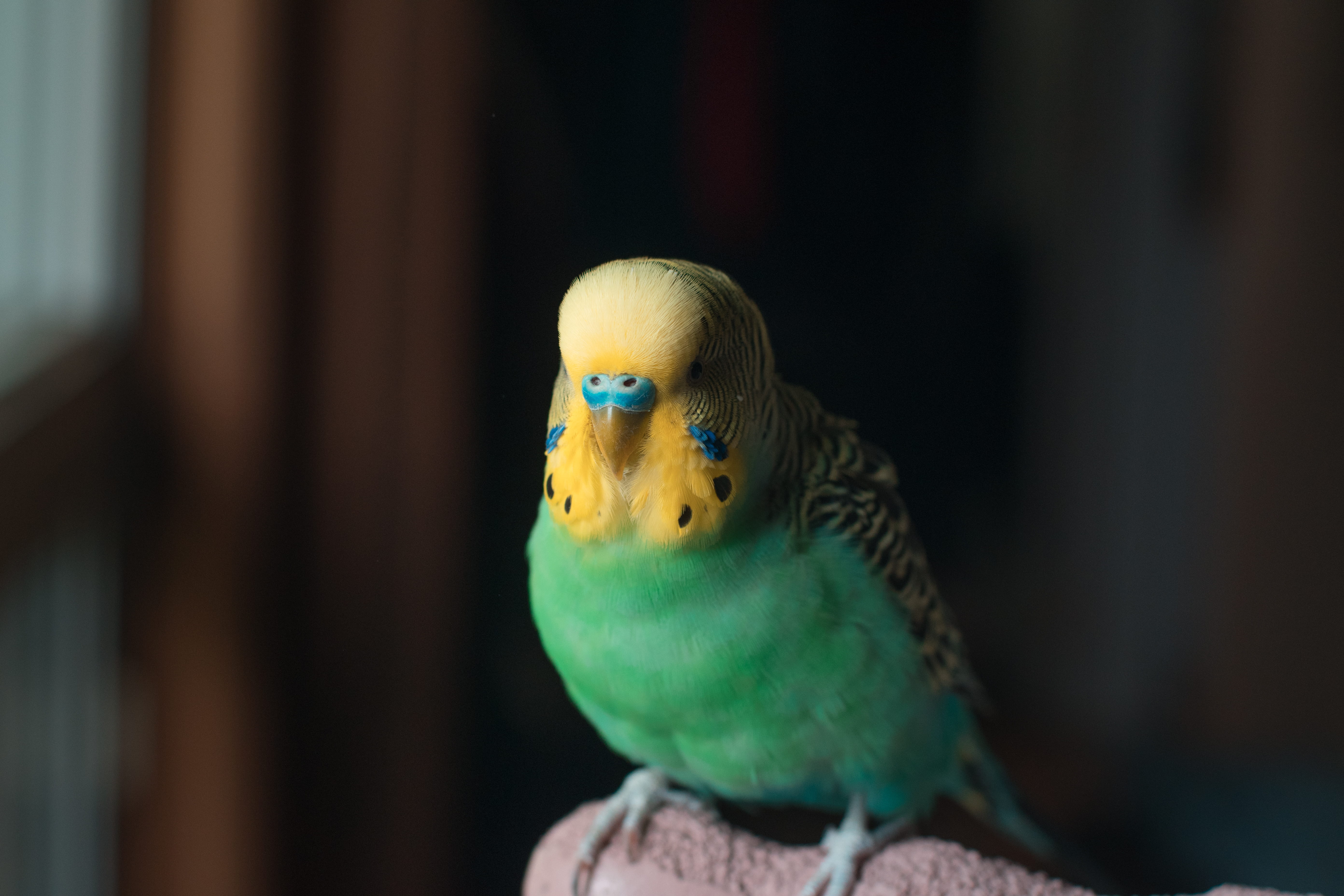eating, close-up, animal themes, 5K, indoors, beak, one animal, plant, yellow, animals in captivity, vertebrate, bar, green color, perching, fowl, focus on foreground, HD Wallpaper