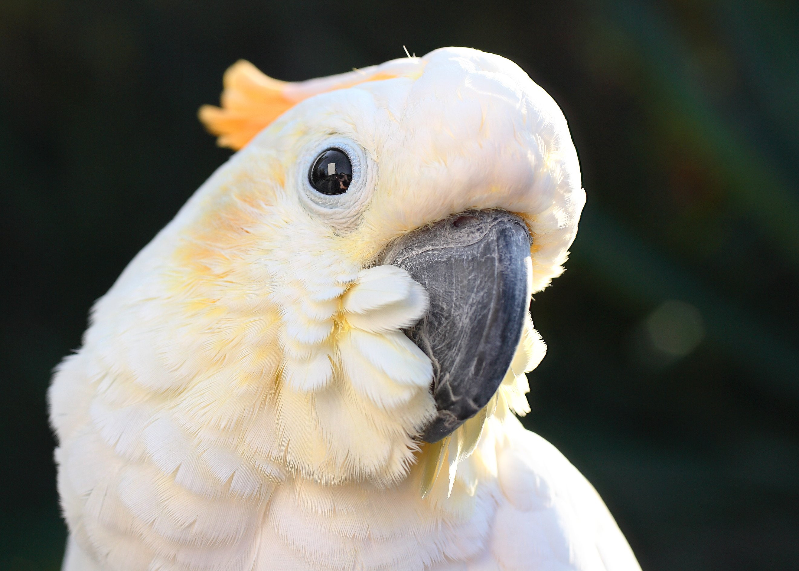 2K, parrot, bird, cockatoo, tropical, HD Wallpaper