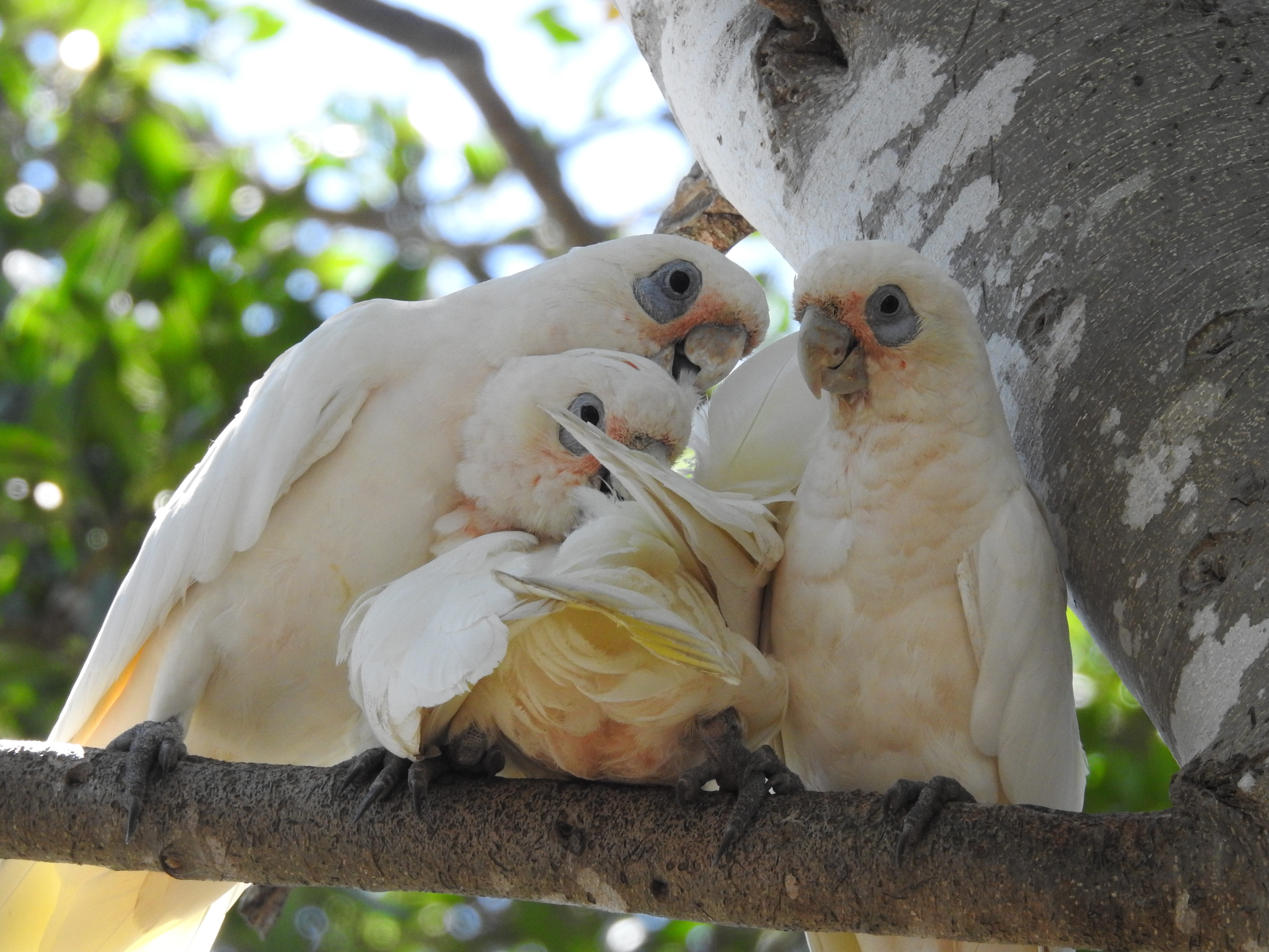 tree, day, no people, bird watching, care, wild, cockatoos, brisbane, photography, caring, animal family, wildlife, family mum, vertebrate, baby, animal themes, HD Wallpaper