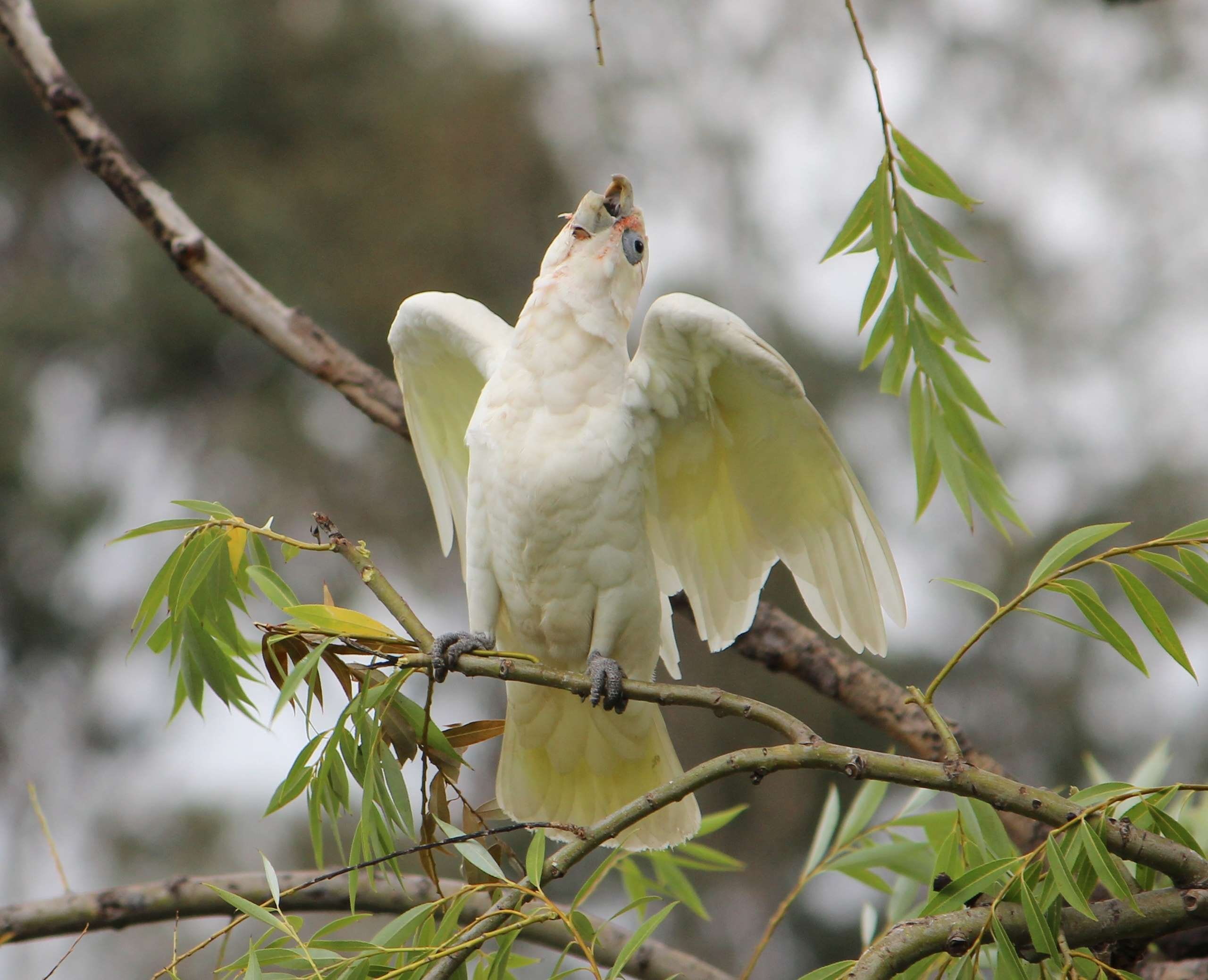 2K, tropical, bird, parrot, cockatoo, HD Wallpaper