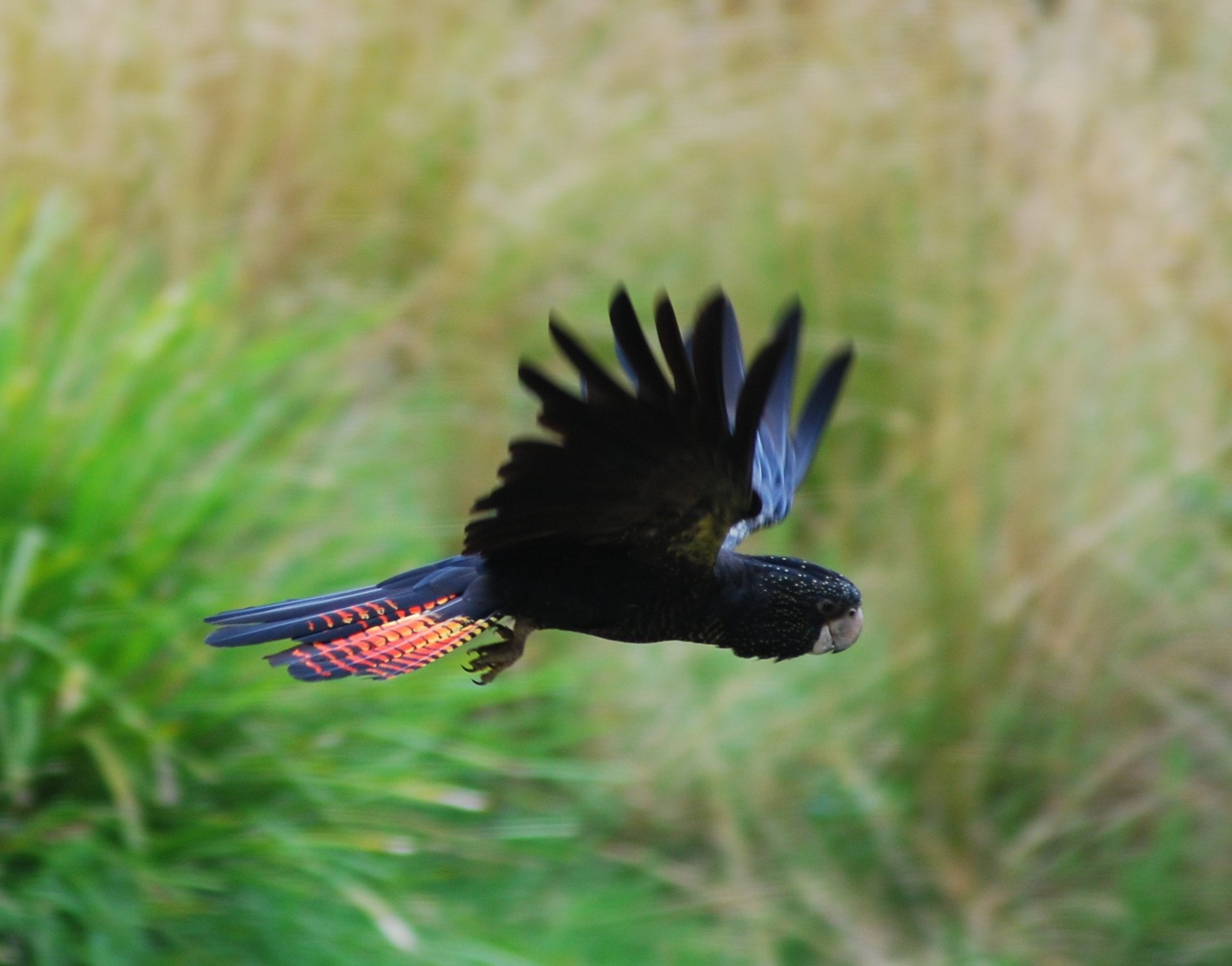 parrot, bird, tropical, cockatoo, 720P, HD Wallpaper