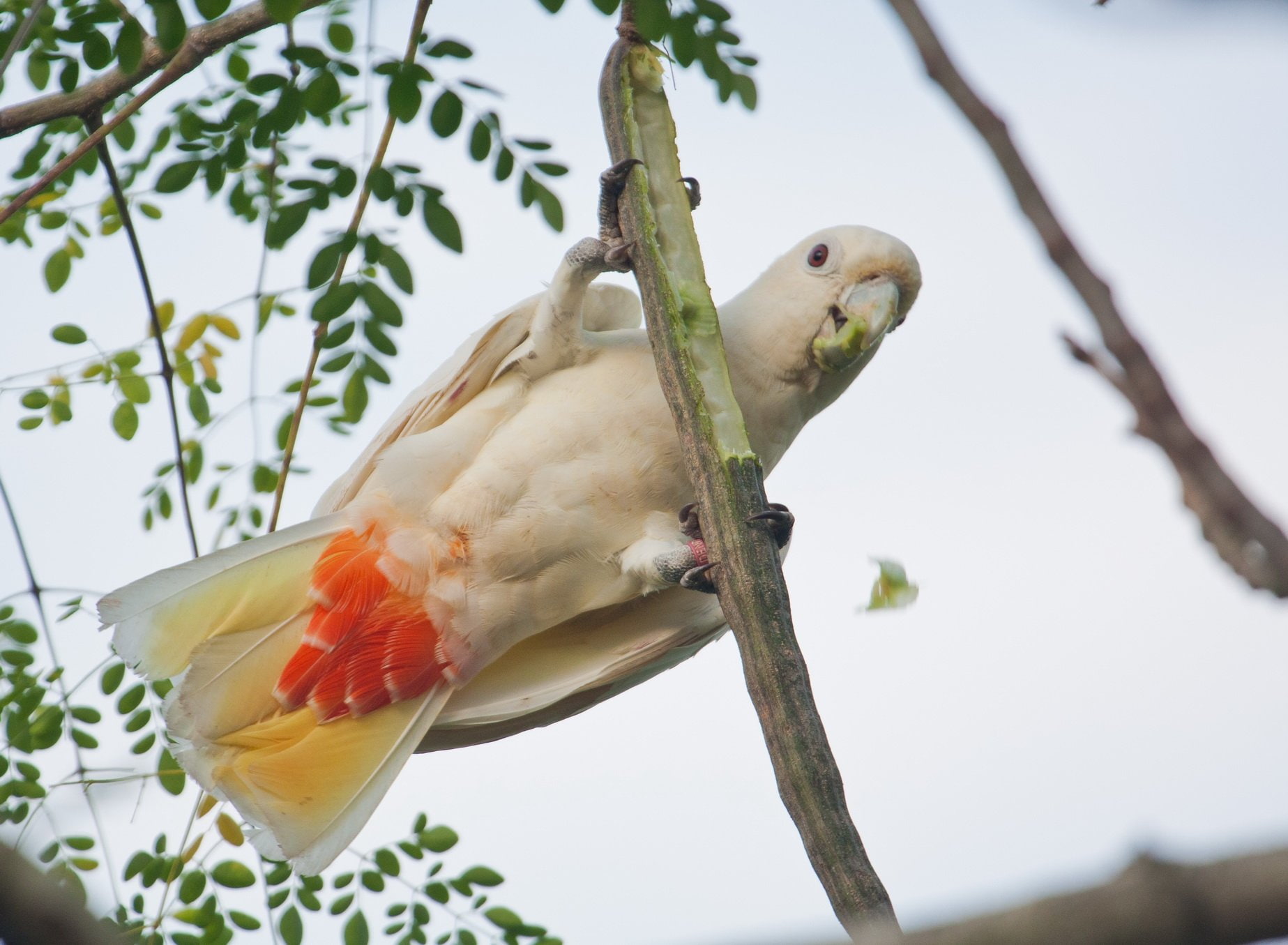 parrot, tropical, 720P, bird, cockatoo, HD Wallpaper