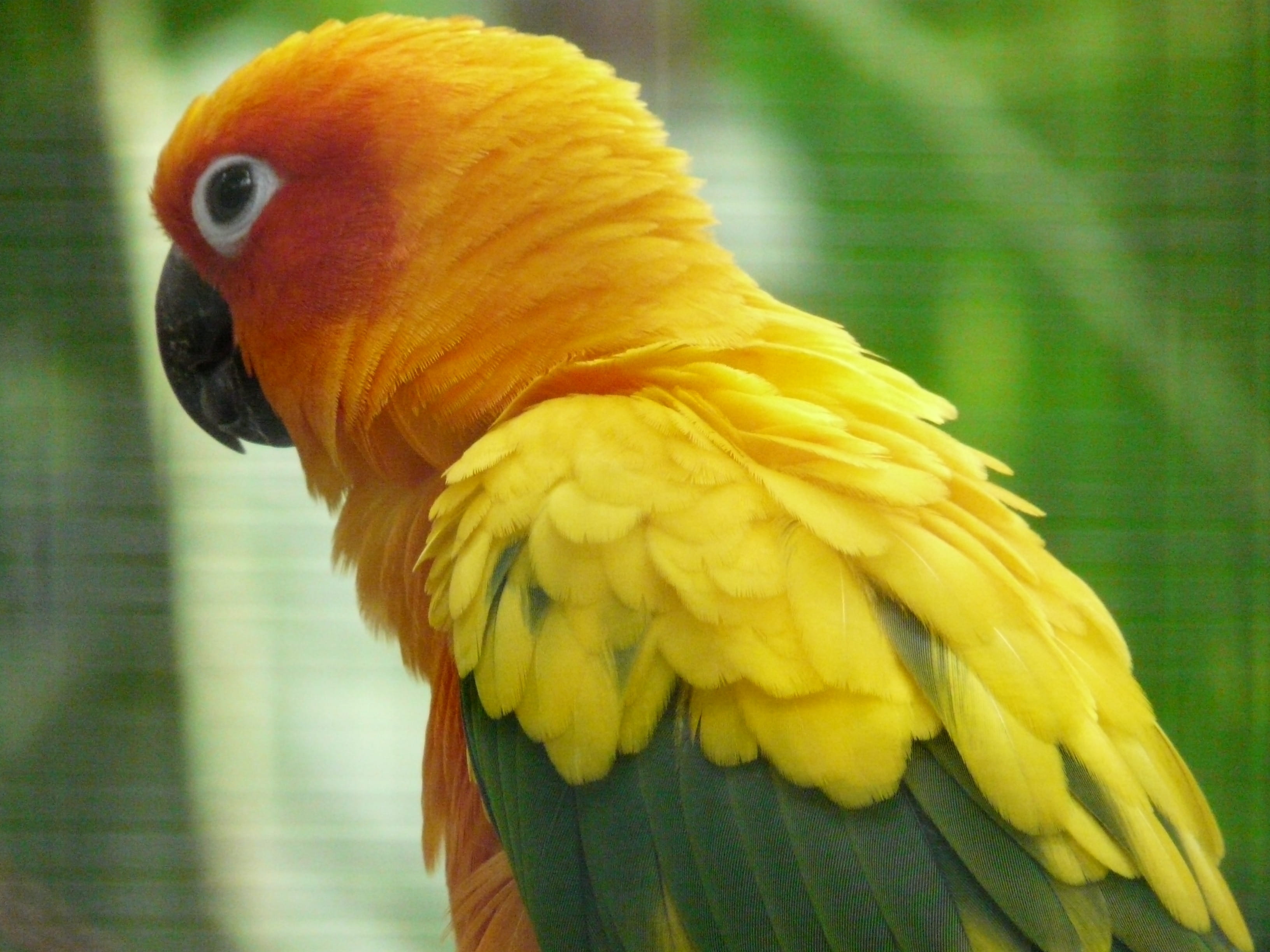2K, animal wildlife, animal themes, vertebrate, bird, animals in the wild, parakeet, day, outdoors, plumage, close-up, south american parrot, color, feather, HD Wallpaper