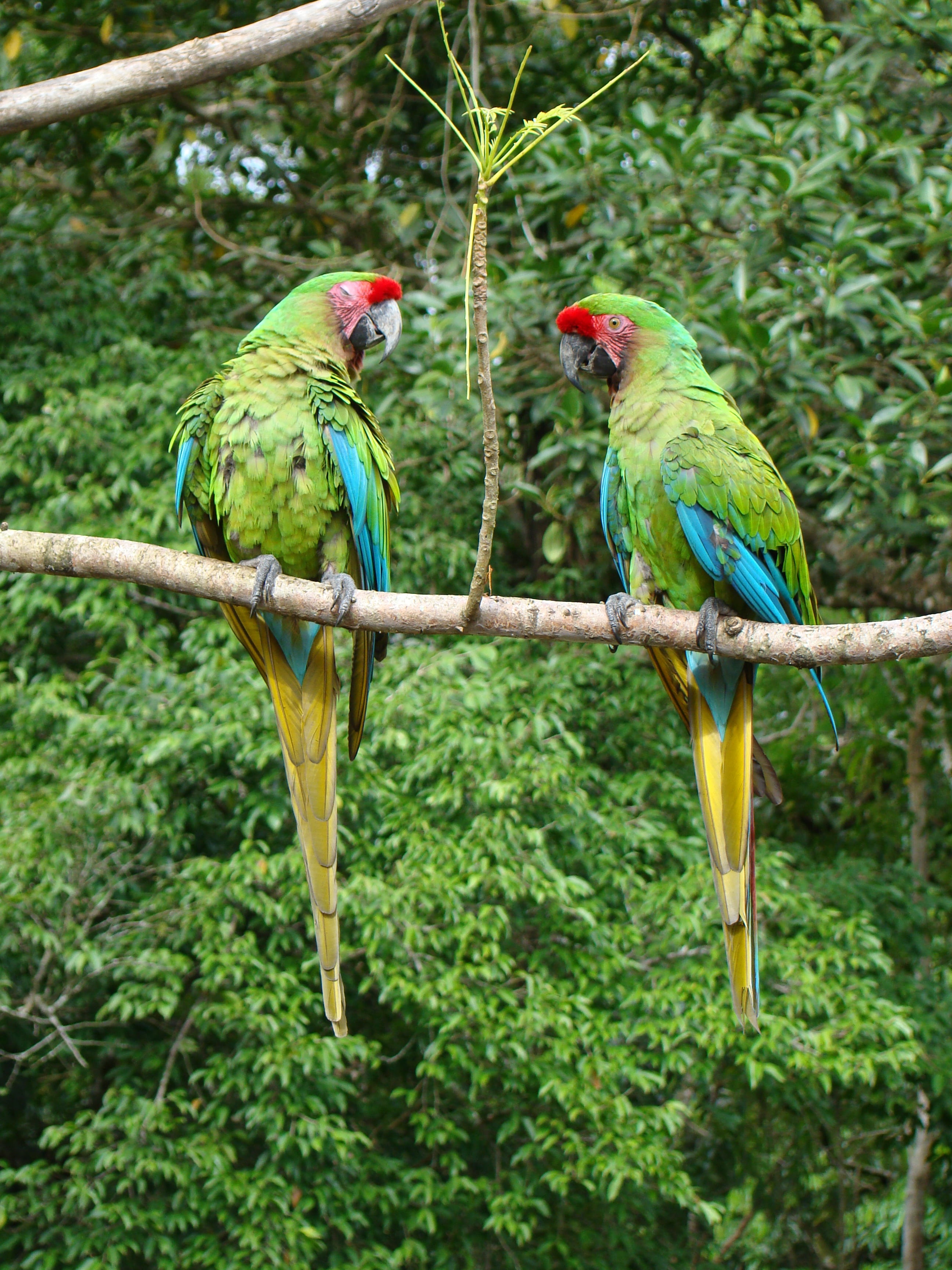 rainforest, parrot, branch, tree, nature, macaw, plant, jungle, group of animals, animal themes, animals in the wild, beauty in nature, outdoors, bird, Phone HD Wallpaper