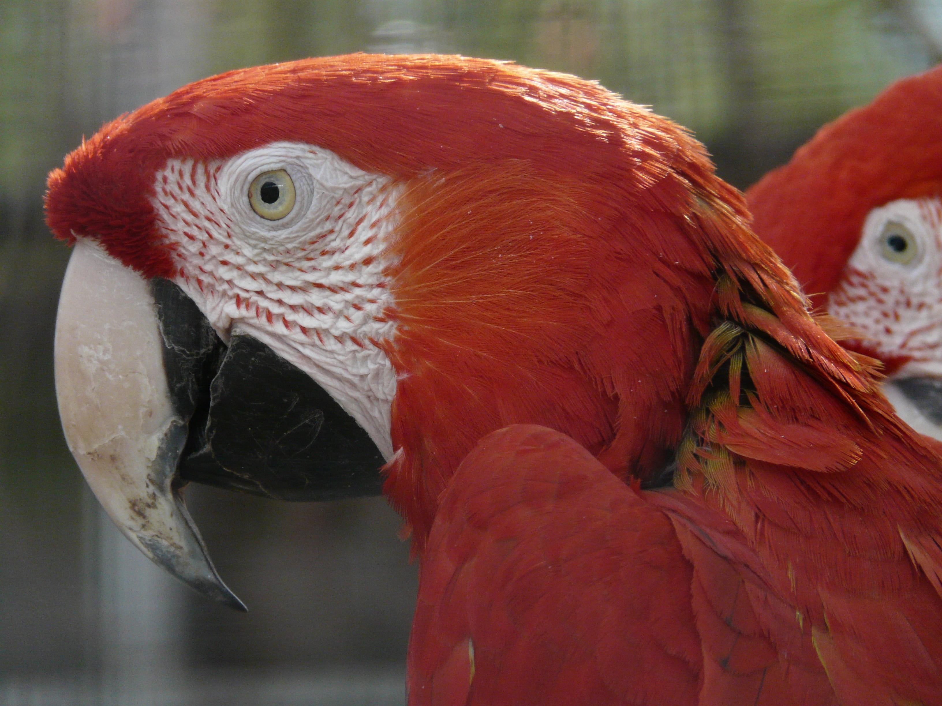 green macaw, close-up, colorful, one animal, animal, beak, animal body part, vertebrate, psittacidae, parrot, macaw, nature, animal themes, parrots, red, HD Wallpaper