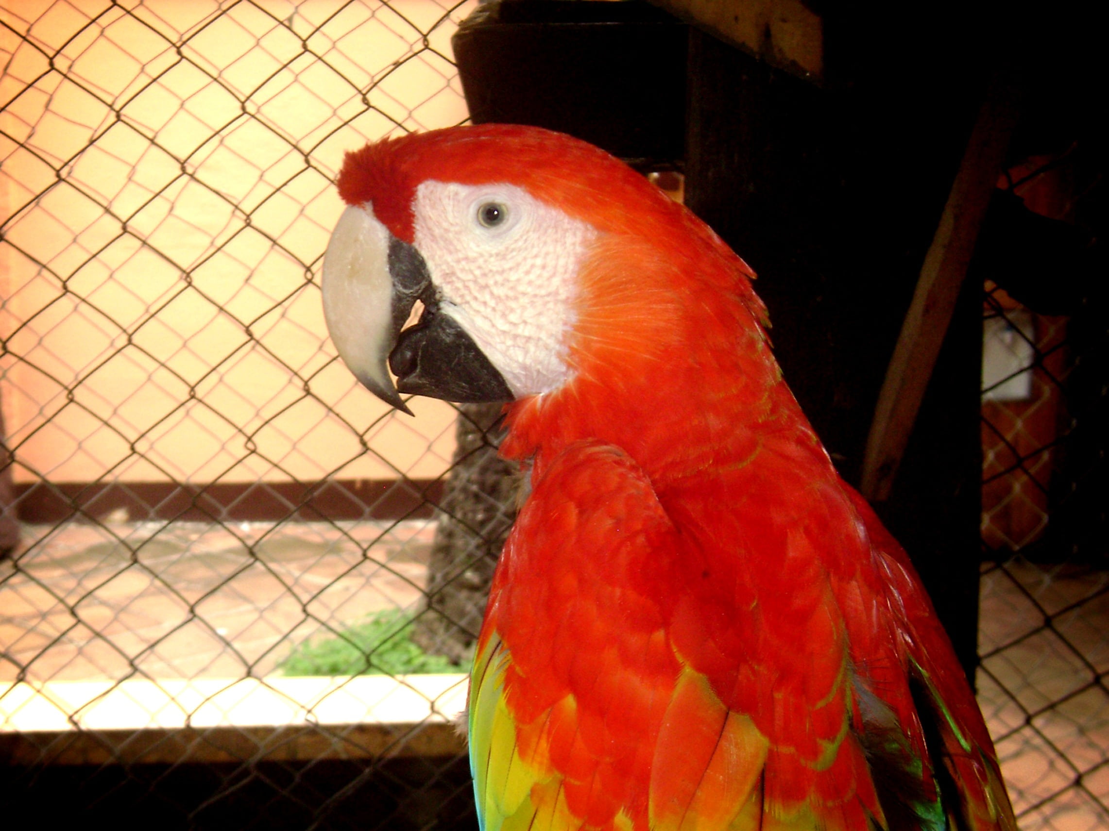 red, ara macao, one animal, beak, nature, animals in captivity, cage, vertebrate, guara, 1080P, animal wildlife, focus on foreground, no people, close-up, HD Wallpaper