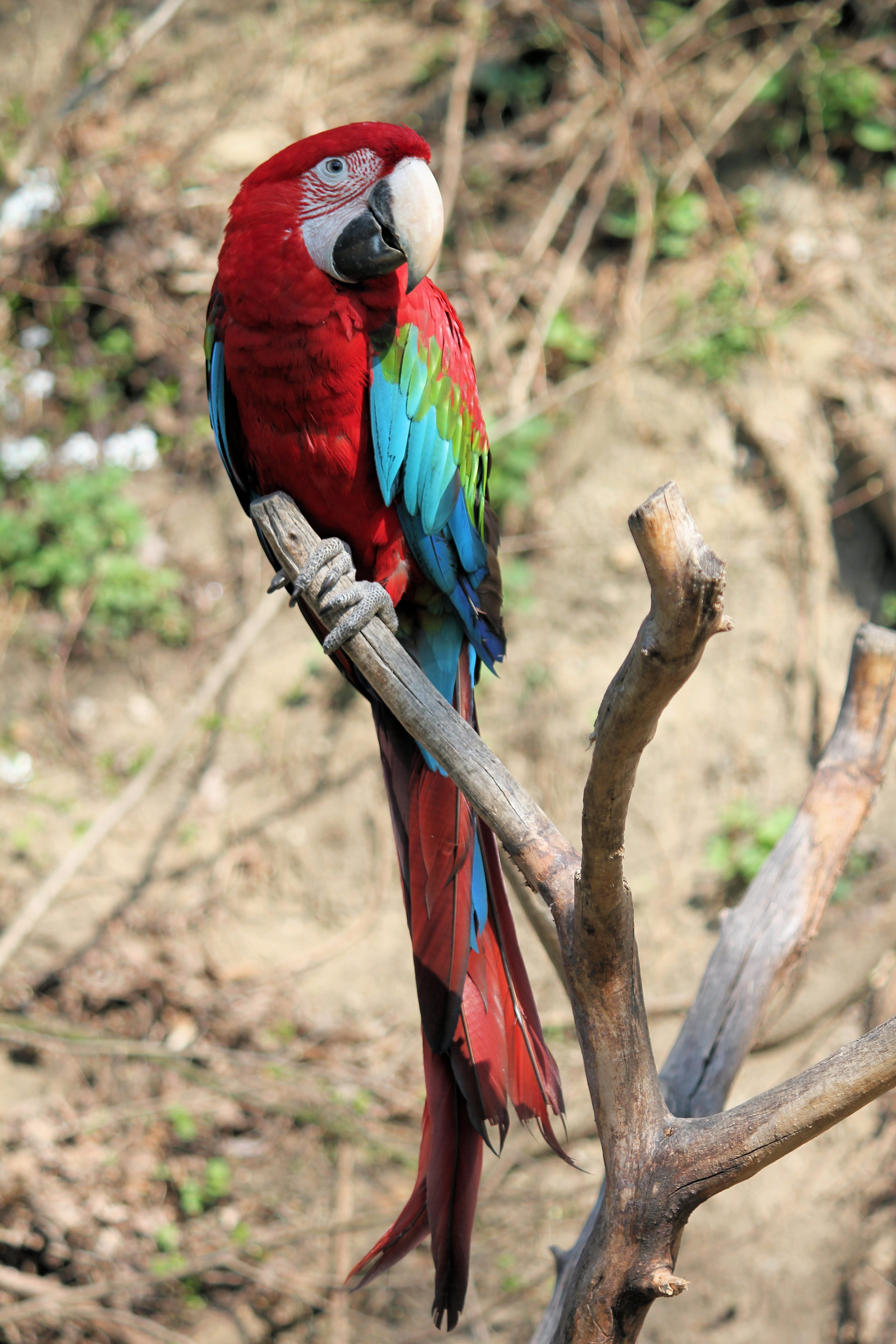 nature, no people, scarlet macaw, animal themes, macao, animals in the wild, vertebrate, beak, branch, arakanga, day, animal wildlife, parrot, perching, Phone HD Wallpaper