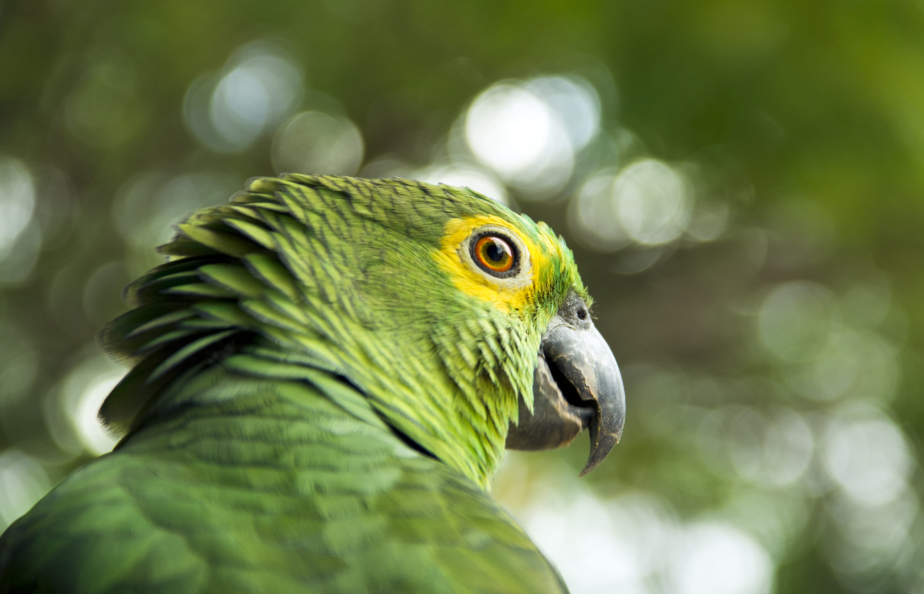 animal wildlife, iguana, one animal, parrot, parakeet, eating, pet, no people, veins, 2K, lizard, accipiter, head, bluebird, animal head, finch, macaw, HD Wallpaper