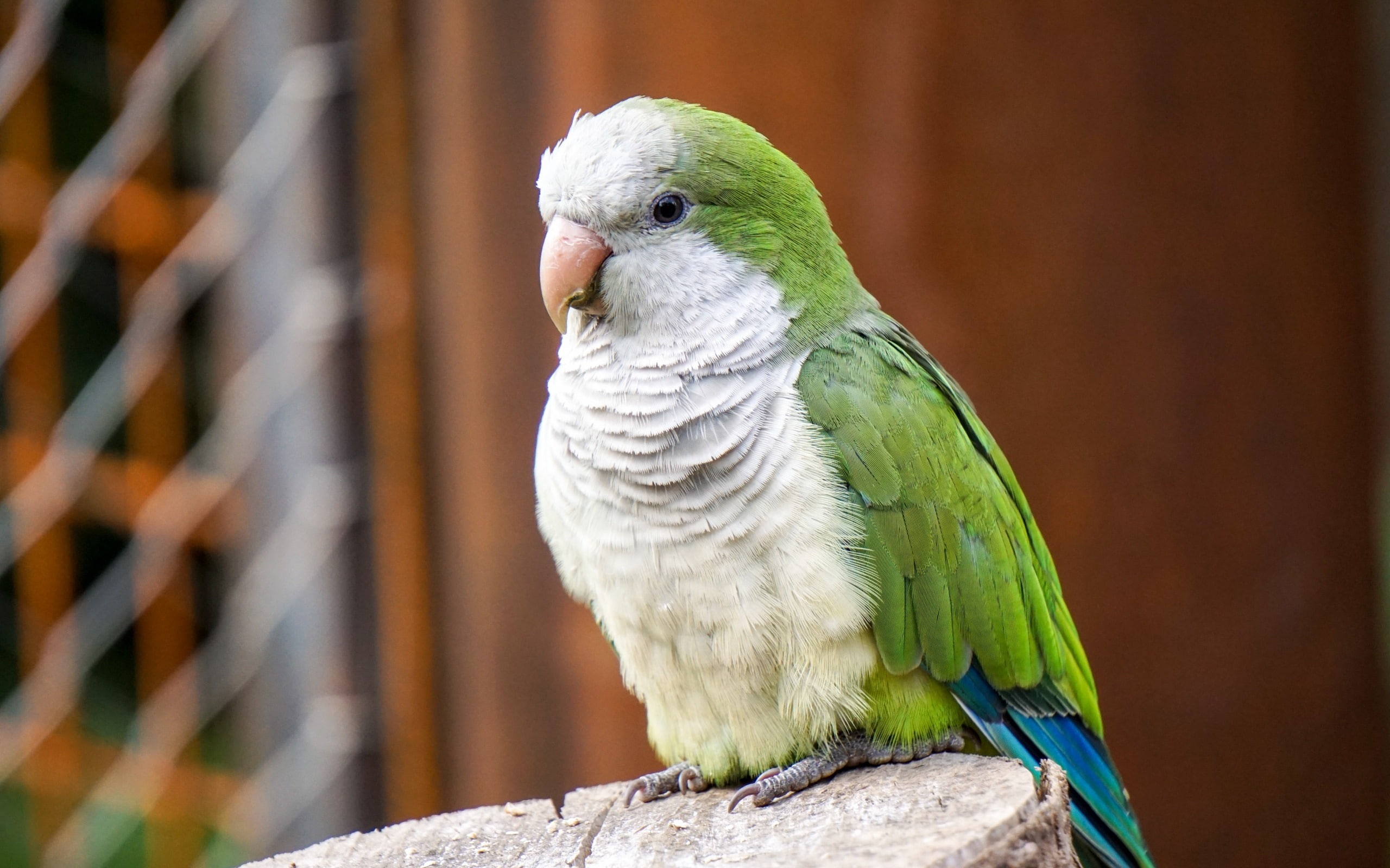 close-up, perching, focus on foreground, cockatoo, animal wildlife, nature, full length, parakeet, bird, no people, parrot, animals in captivity, monk, HD Wallpaper