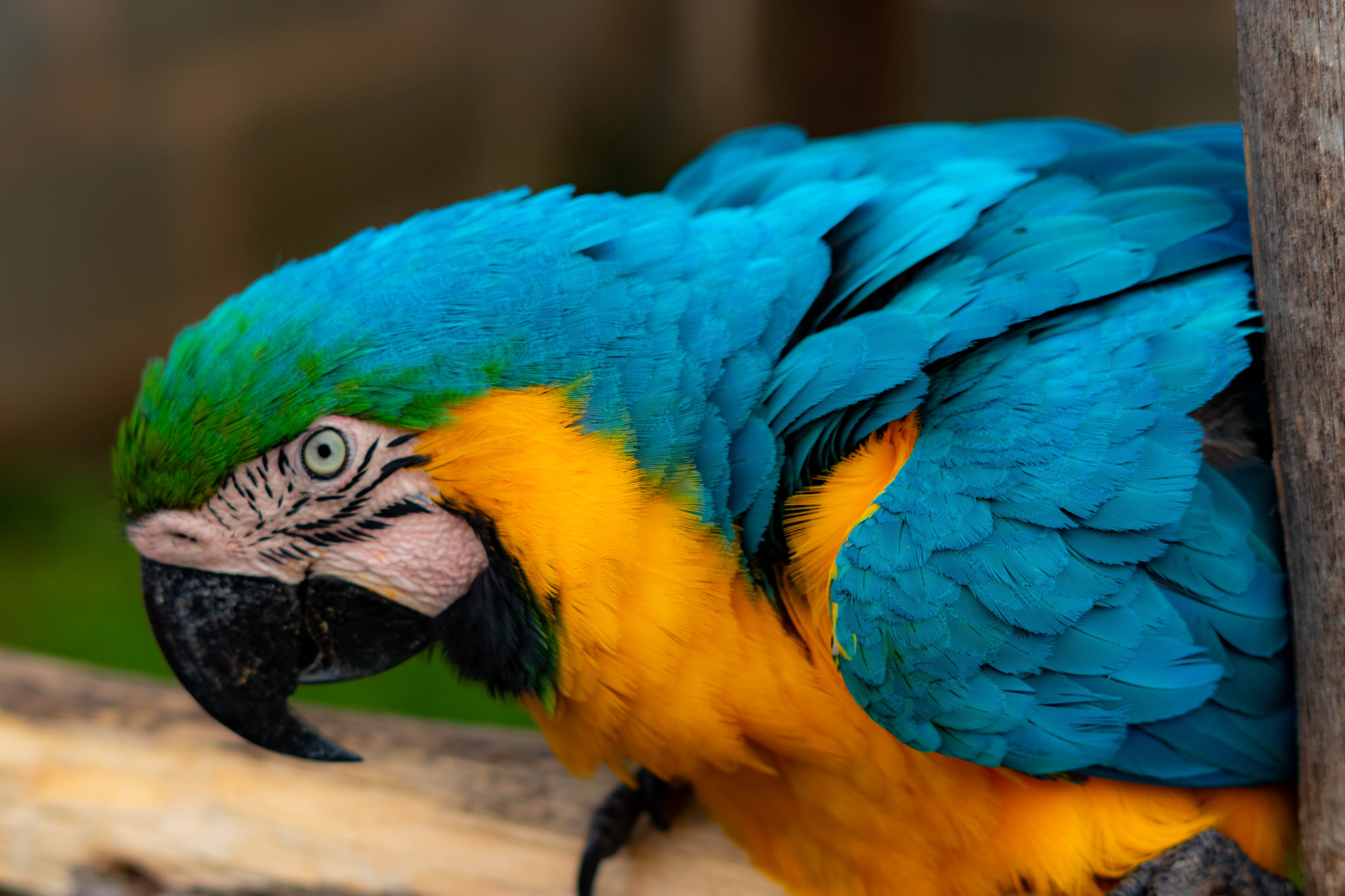 animals in the wild, partir, head, animal, blue, eating, parakeet, sea life, poultry, animal body part, nature, macaw, animal head, animal wildlife, beak, HD Wallpaper