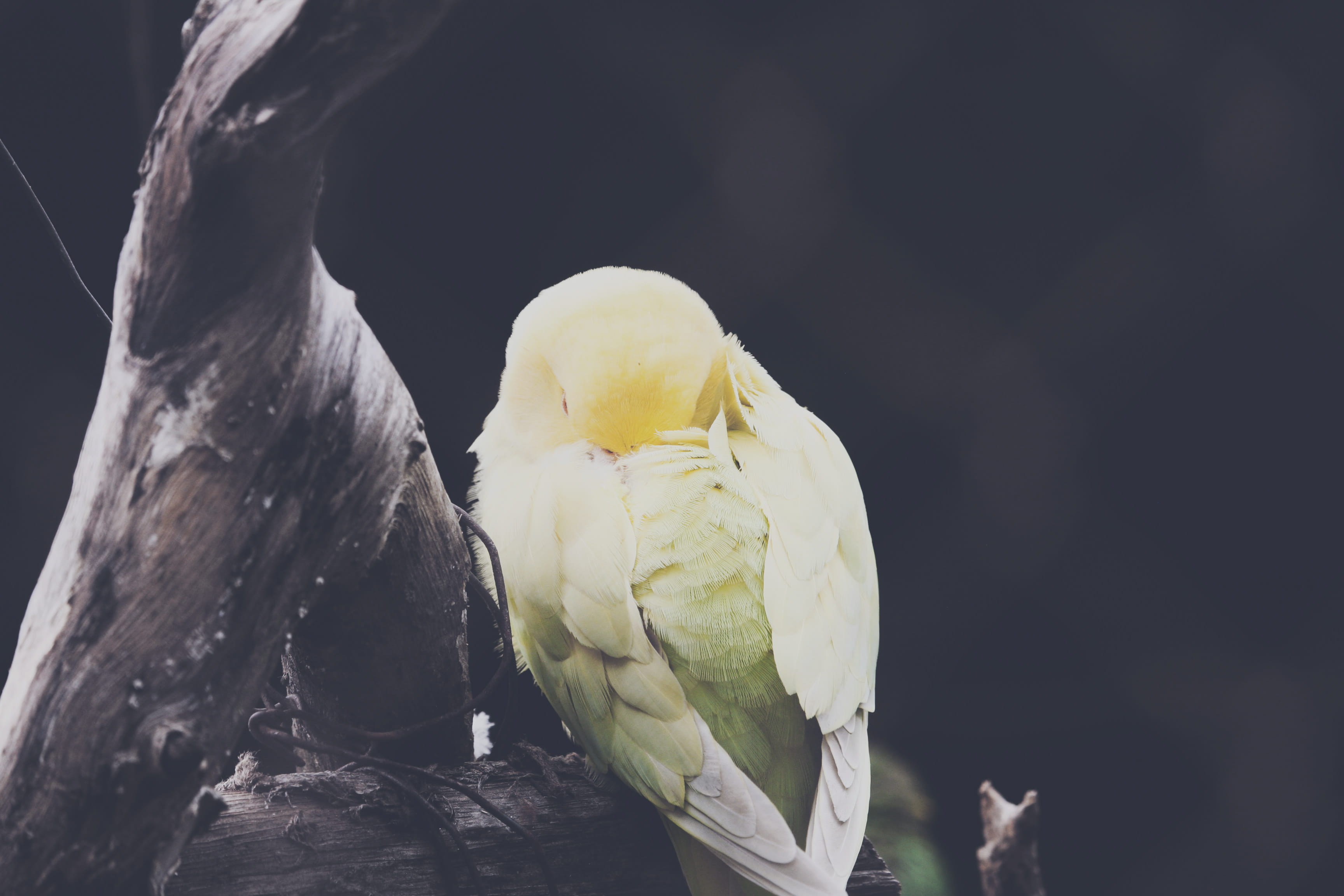  outdoors, animal wildlife, head, parakeet, focus on foreground, macaw, animals in the wild, flying, animal, close-up, hawk, stork, one animal, HD Wallpaper