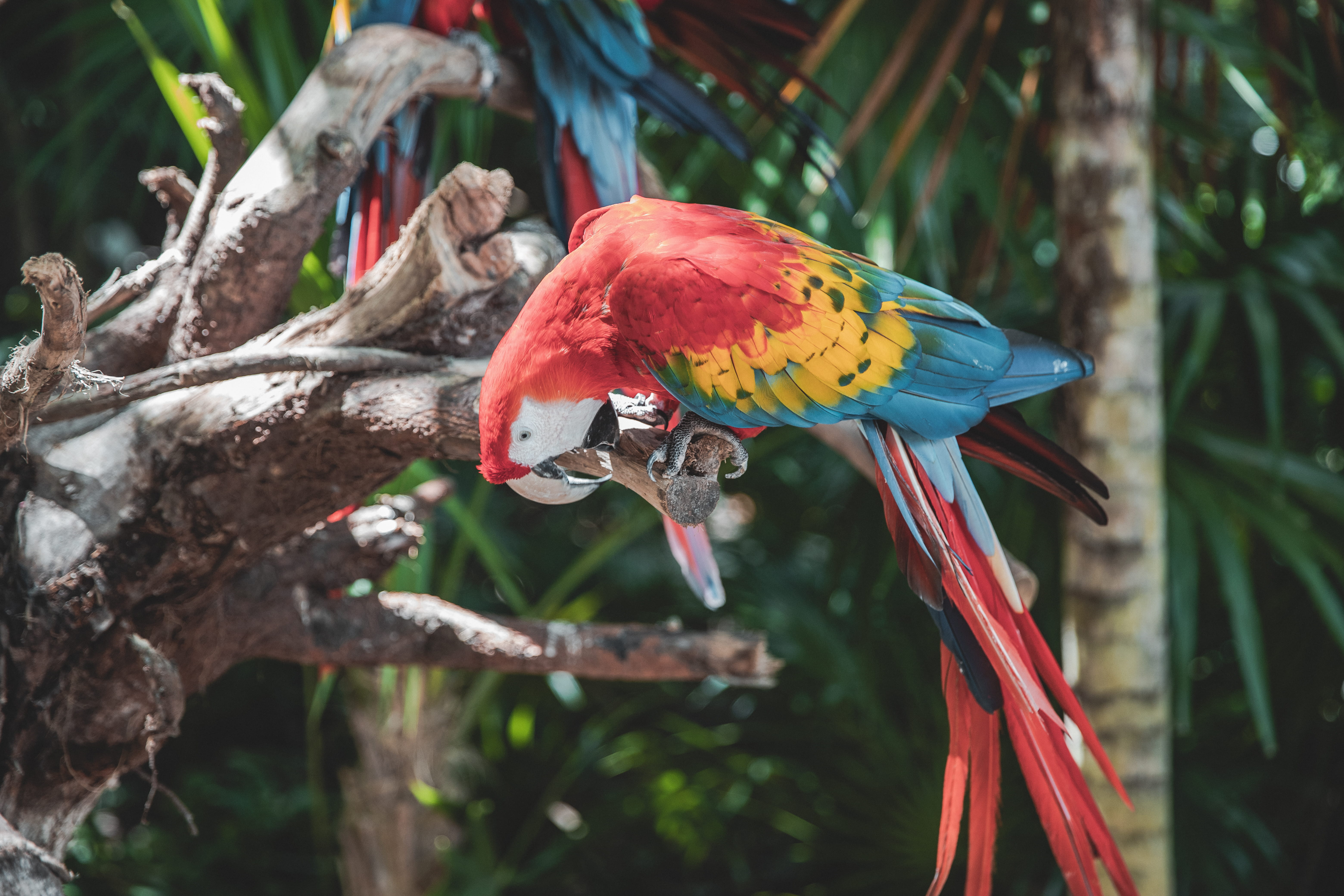 beak, pet, multi colored, outdoors, duck, day, beauty in nature, animal, peacock, animals in the wild, african grey parrot, macaw, sea life, yellow, no people, HD Wallpaper