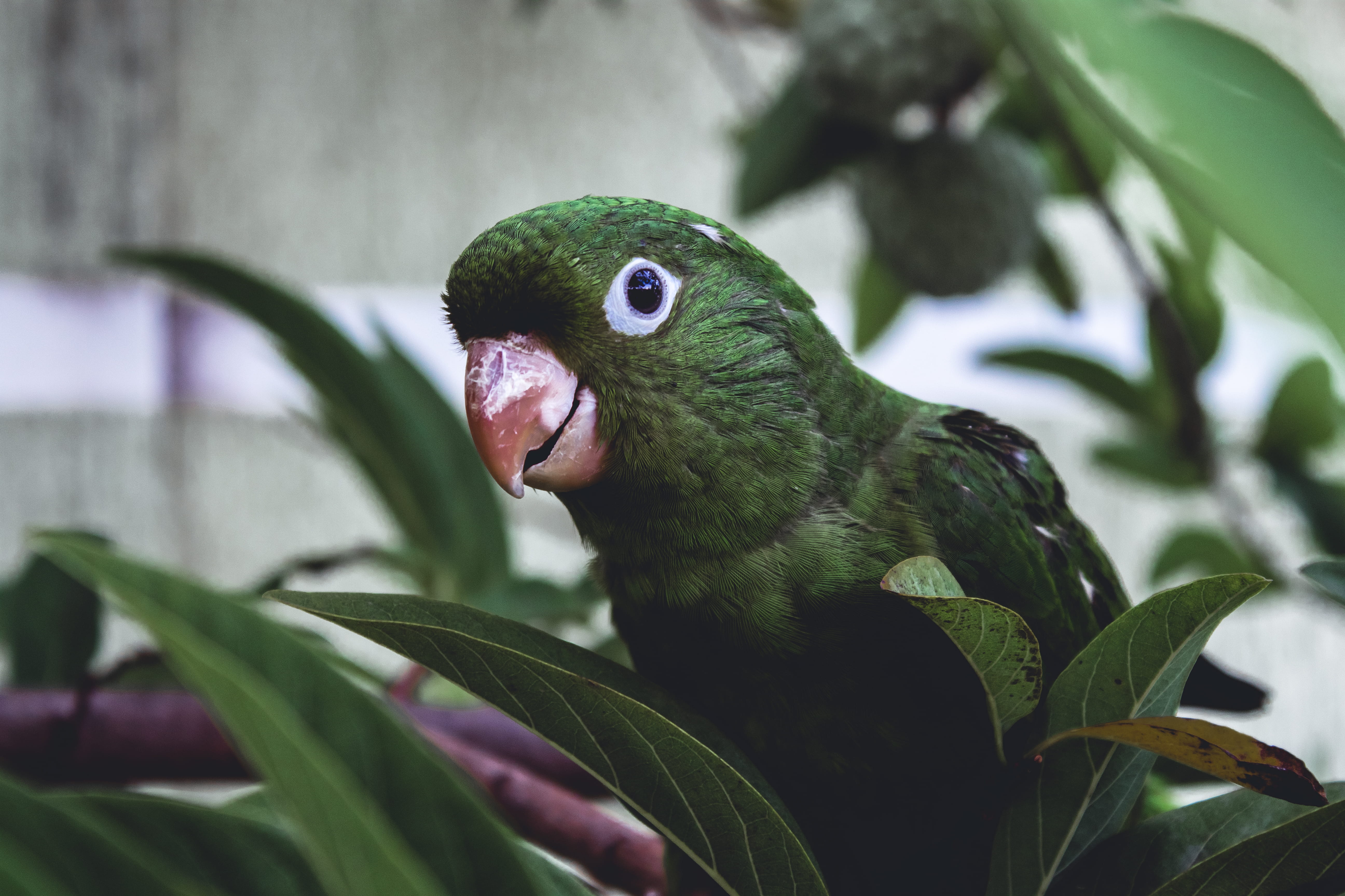 green, 5K, tree, cockatoo, brazil, poultry, finch, pet, day, nature, one animal, selective, outdoors, animal wildlife, blossom, close-up, fowl, animal eye, HD Wallpaper
