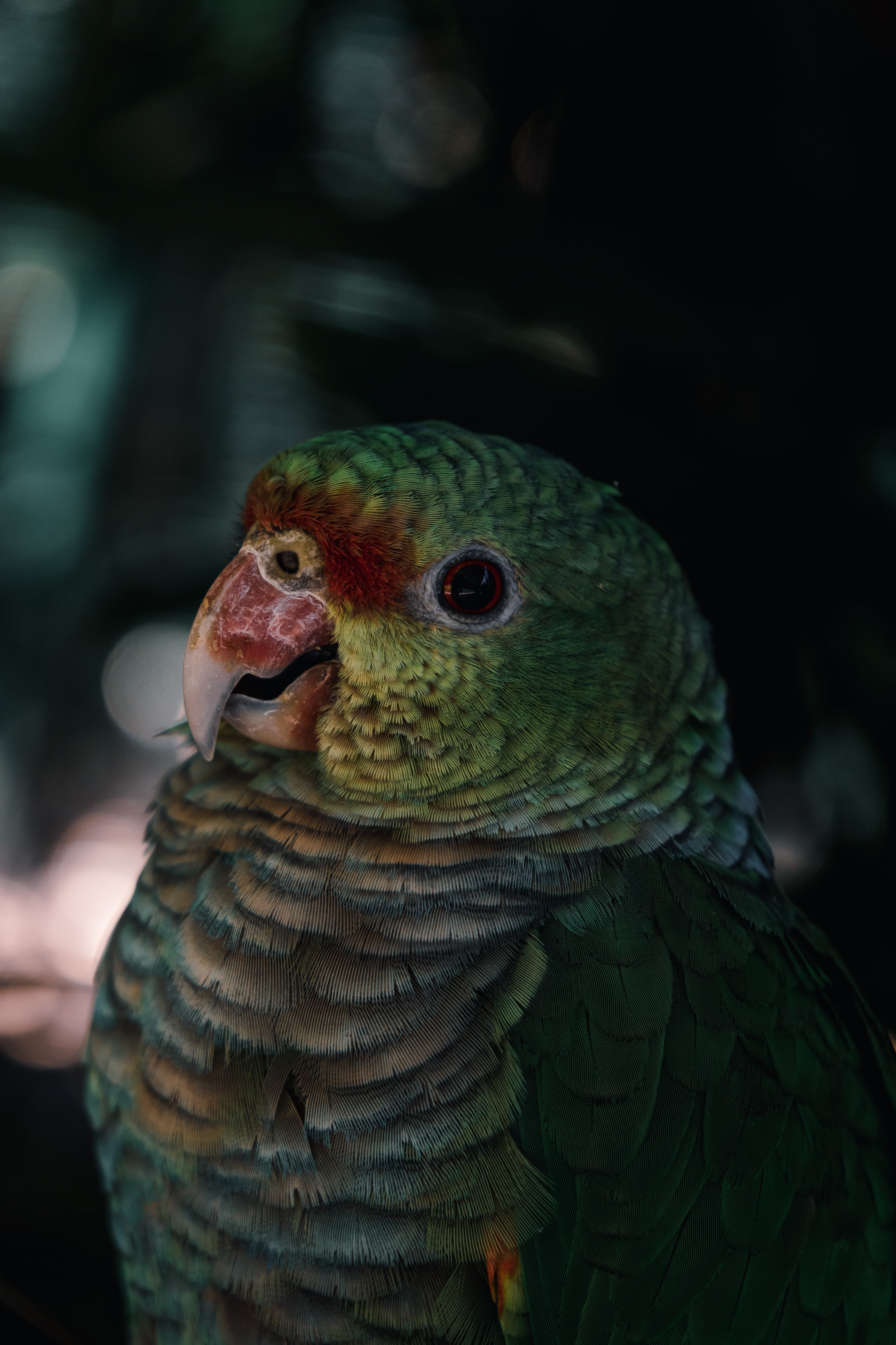 looking at camera, reptile, focus on foreground, macaw, focus, photography, outdoors, bird, selective, portrait, parakeet, no people, looking, beak, green, Phone HD Wallpaper
