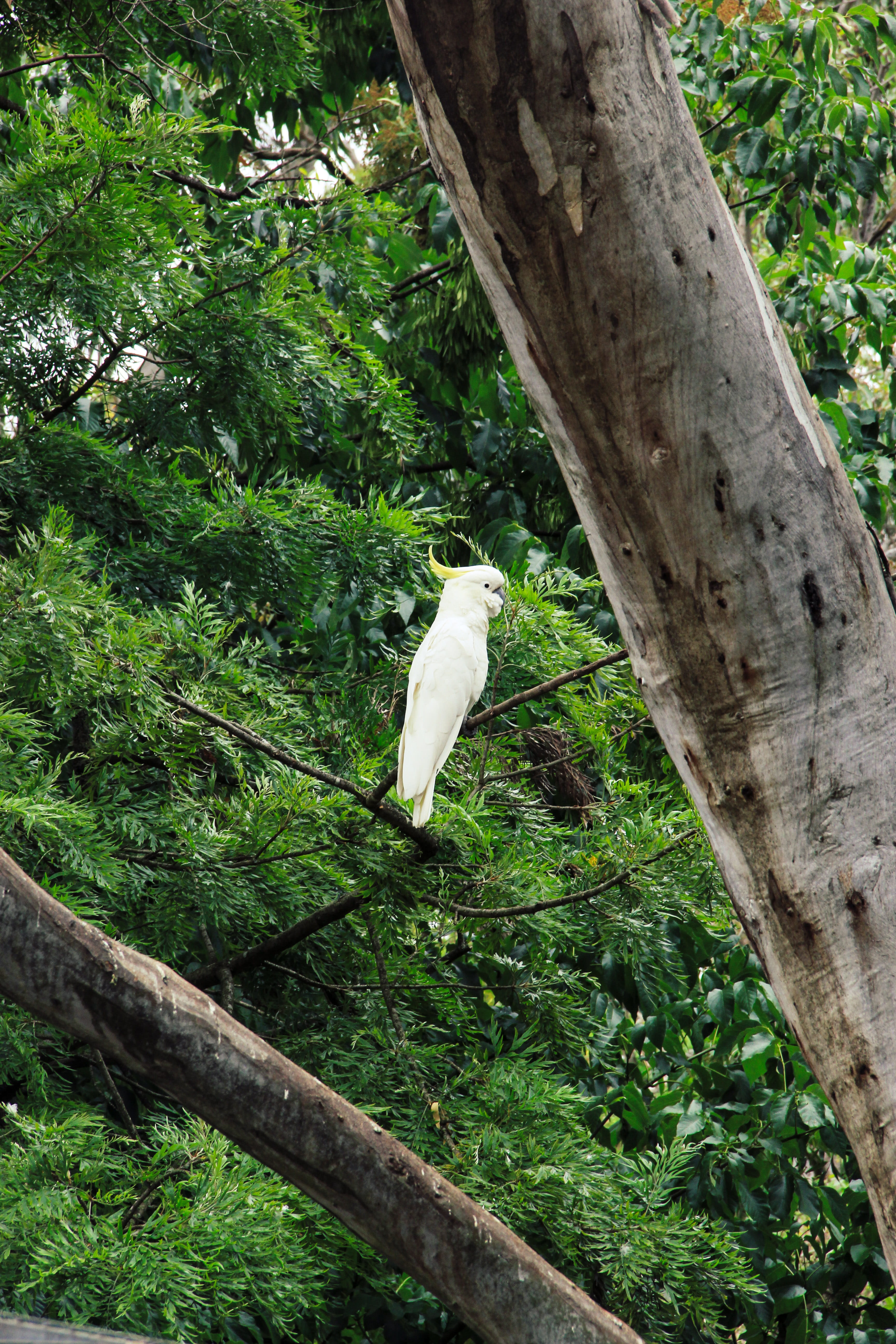 vegetation, tree, parrot, bird, vertebrate, adelaide, animal themes, day, nature, animals in the wild, growth, wildlife, tree trunk, land, white color, Phone HD Wallpaper