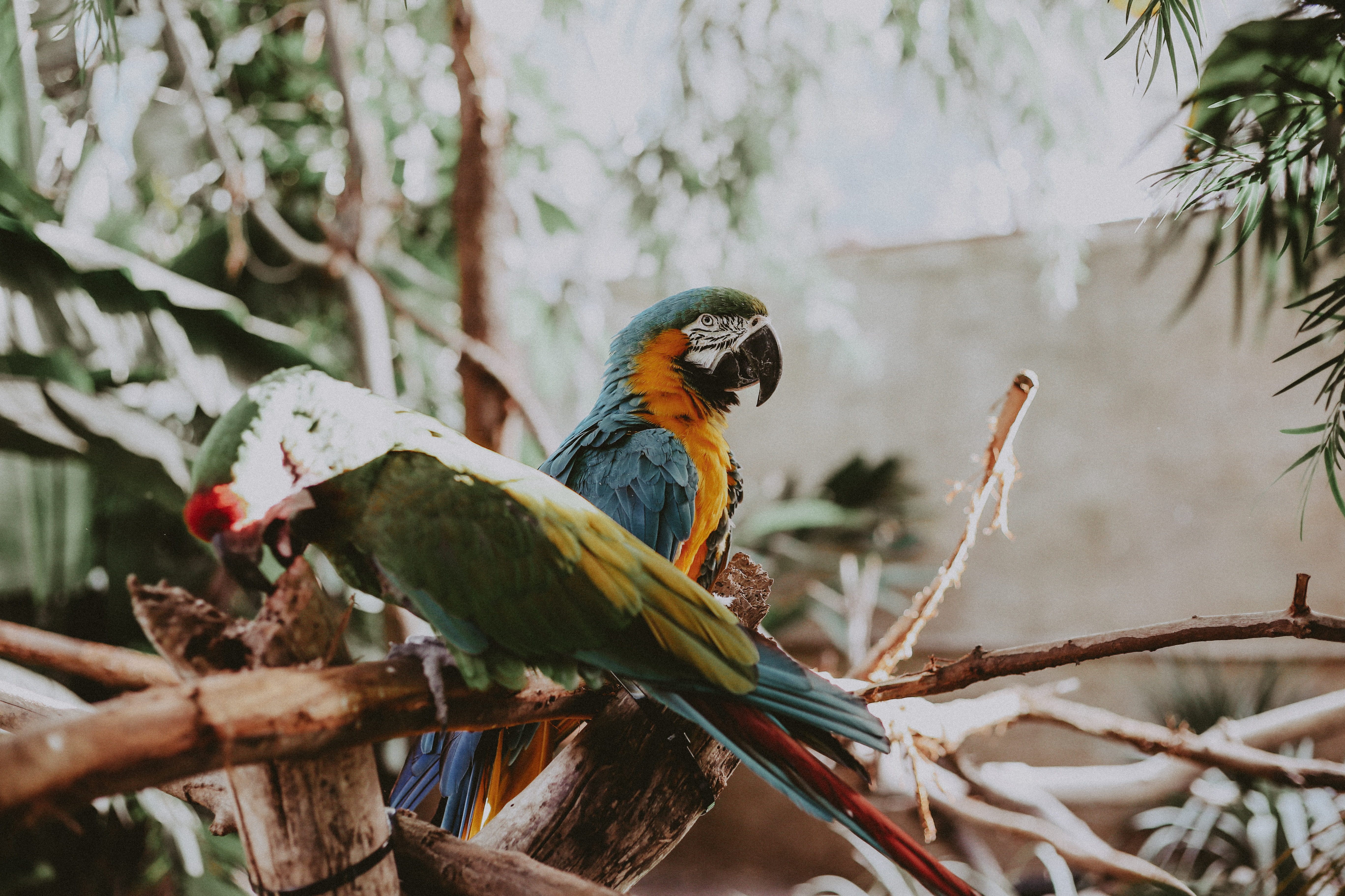 green, food, fruit, parrot, nature, animal themes, no people, vertebrate, animals in the wild, pet, rust, african grey parrot, eating, animal, finch, day, HD Wallpaper