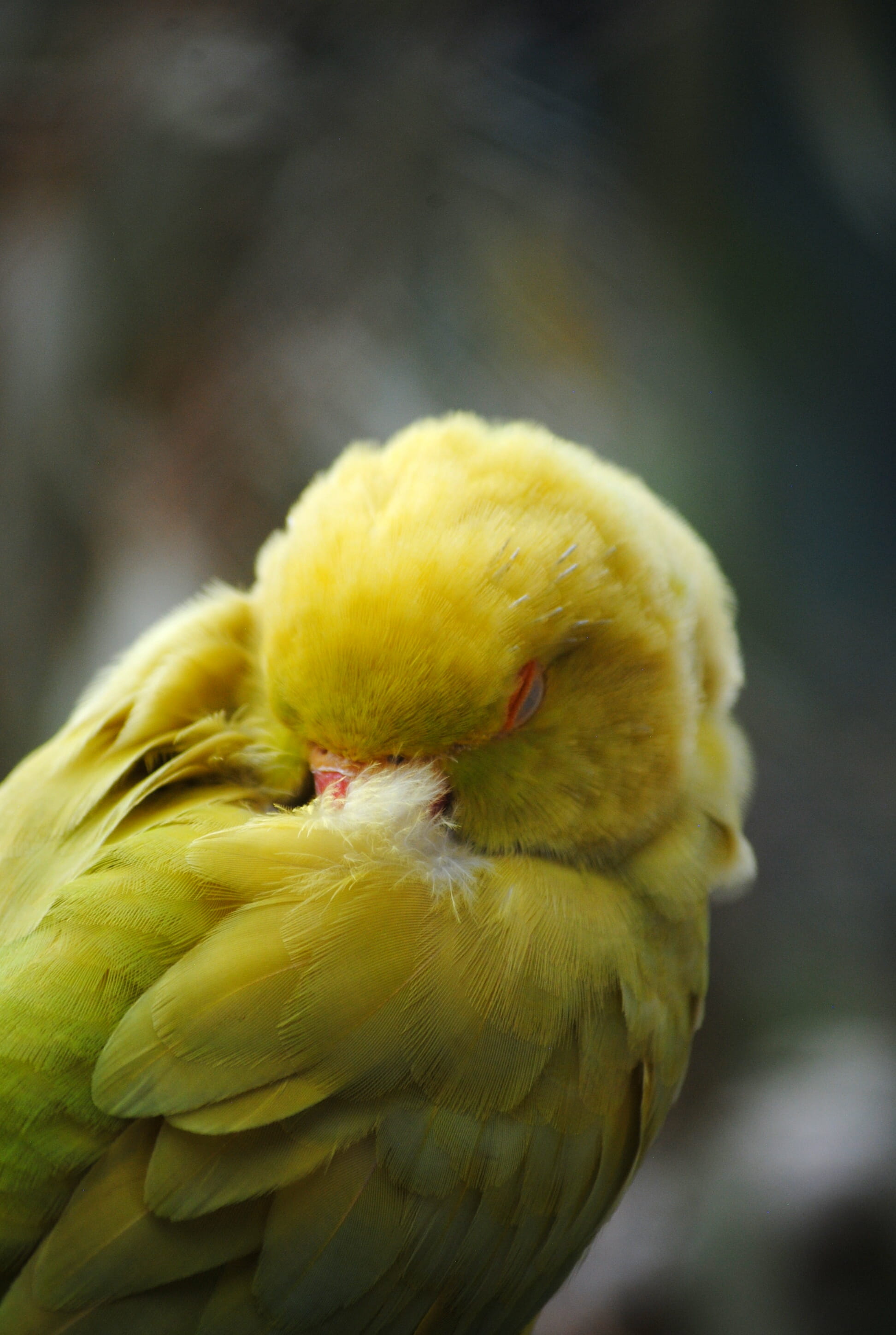day, beak, safe, beauty in nature, bird, nature, parrot, paarl, cockatoo, one animal, macaw, yellow, 2K, pet, no people, animal wildlife, head, outdoors, Phone HD Wallpaper