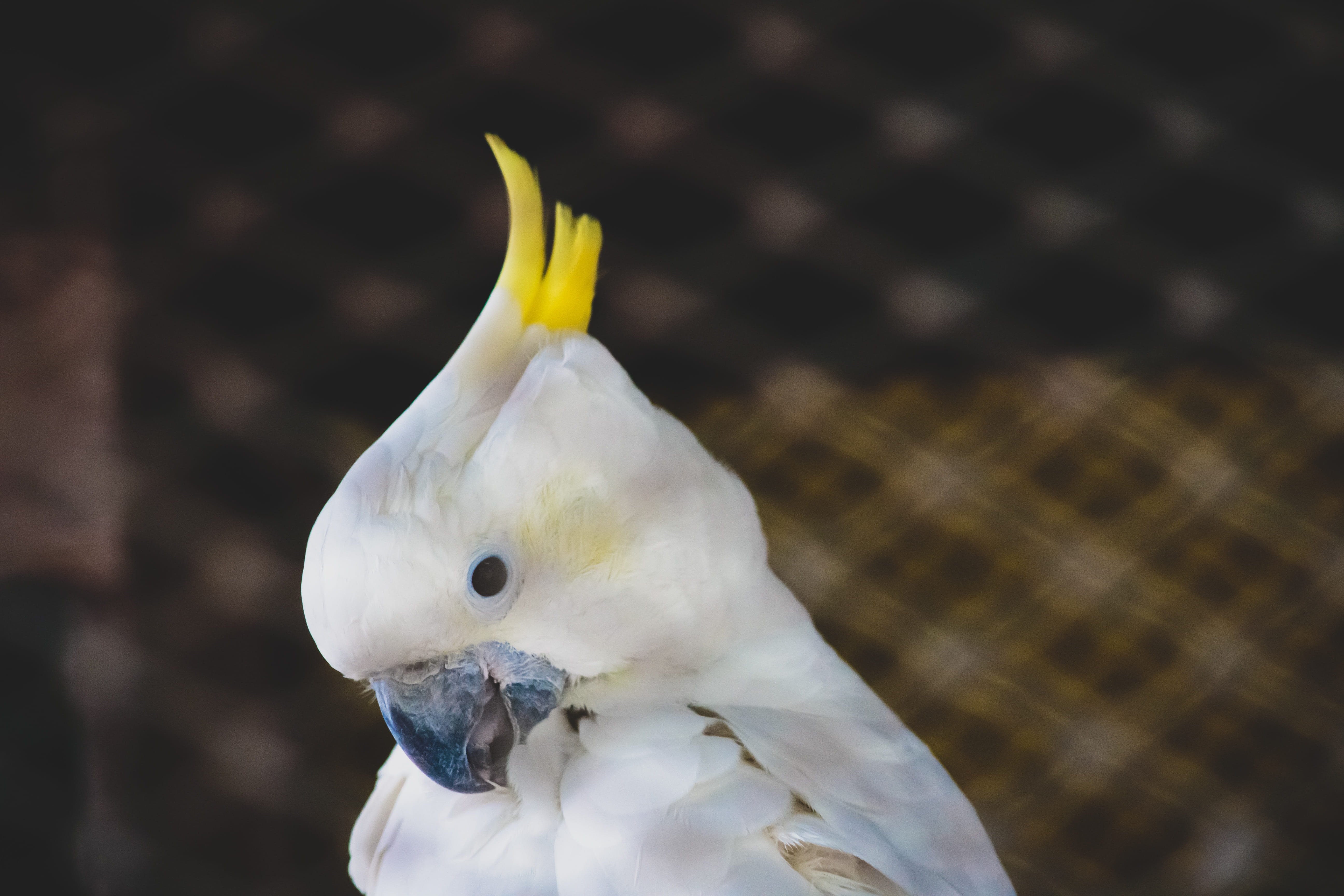 bird, no people, nature, animal wildlife, white, poultry, parrot, outdoors, tropical, blur, daylight, 5K, perching, food, eye, focus on foreground, ornithology, HD Wallpaper