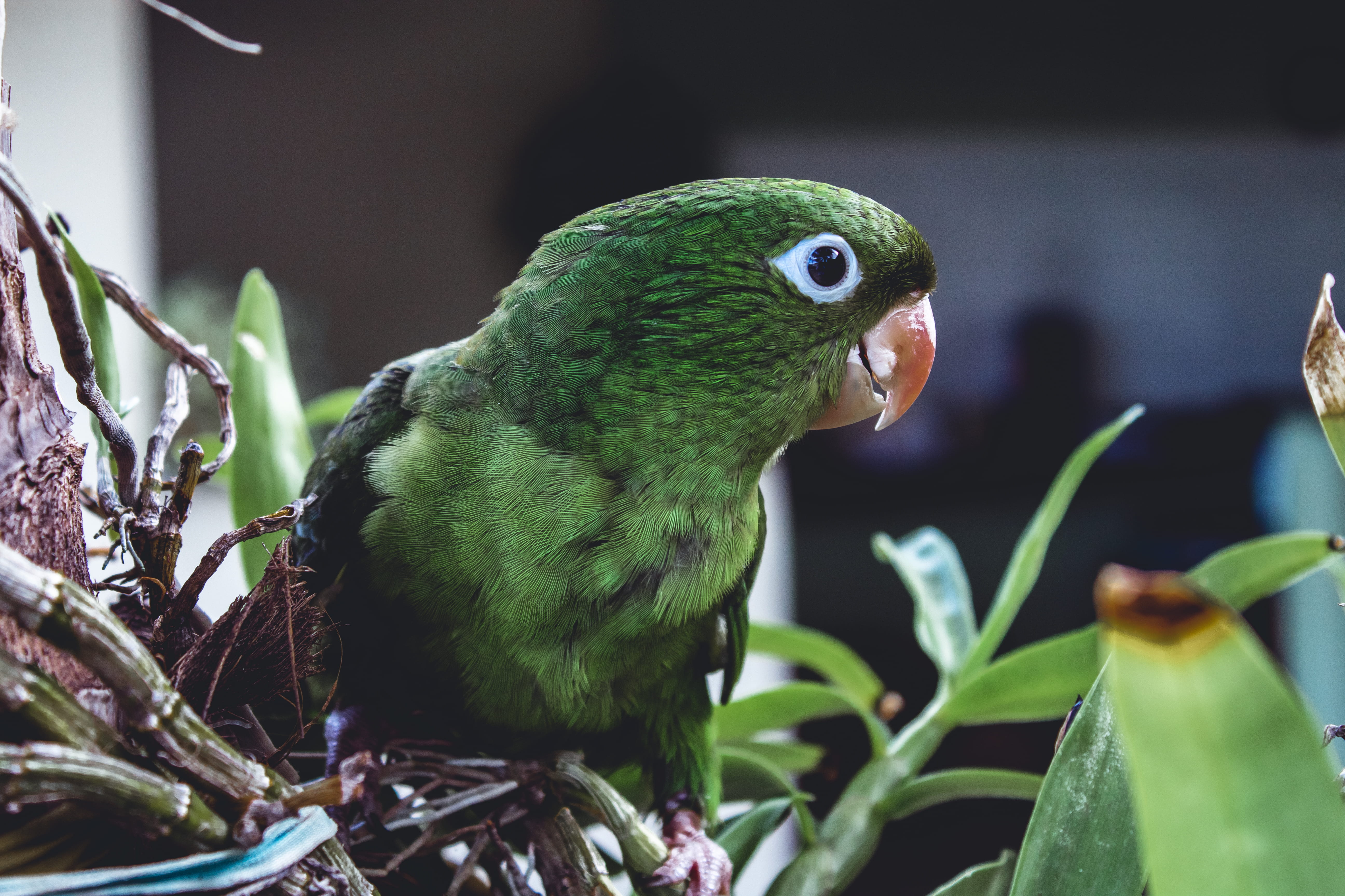 nature, 5K, focus on foreground, plant, nest, vertebrate, r. joão adamson, bird, outdoors, jardim fadel, eating, animal themes, green color, food, finch, HD Wallpaper