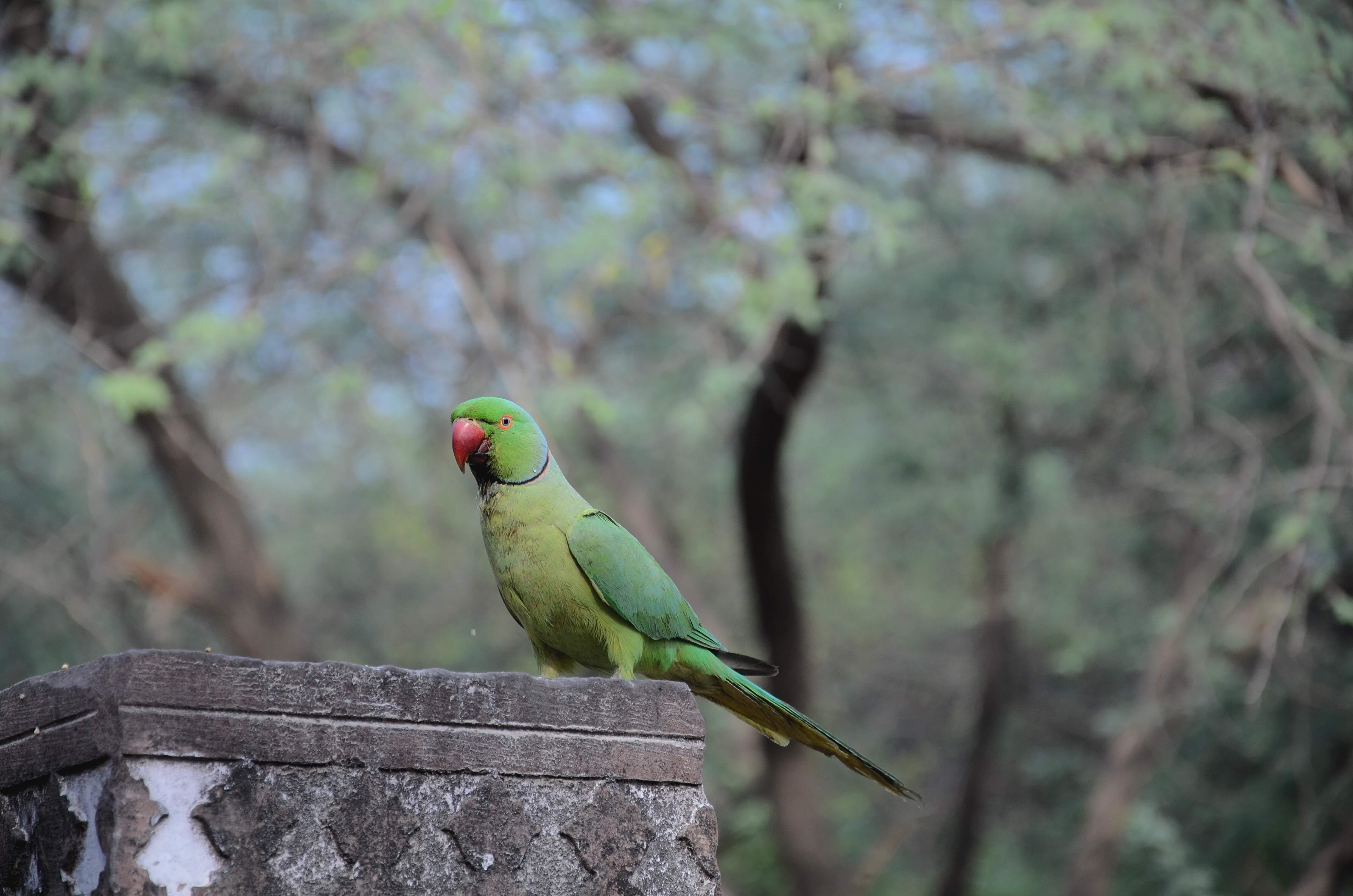 macaw, furniture, one animal, bird, waterfowl, animal themes, day, beauty in nature, perching, vertebrate, jay, accipiter, green color, african grey parrot, HD Wallpaper