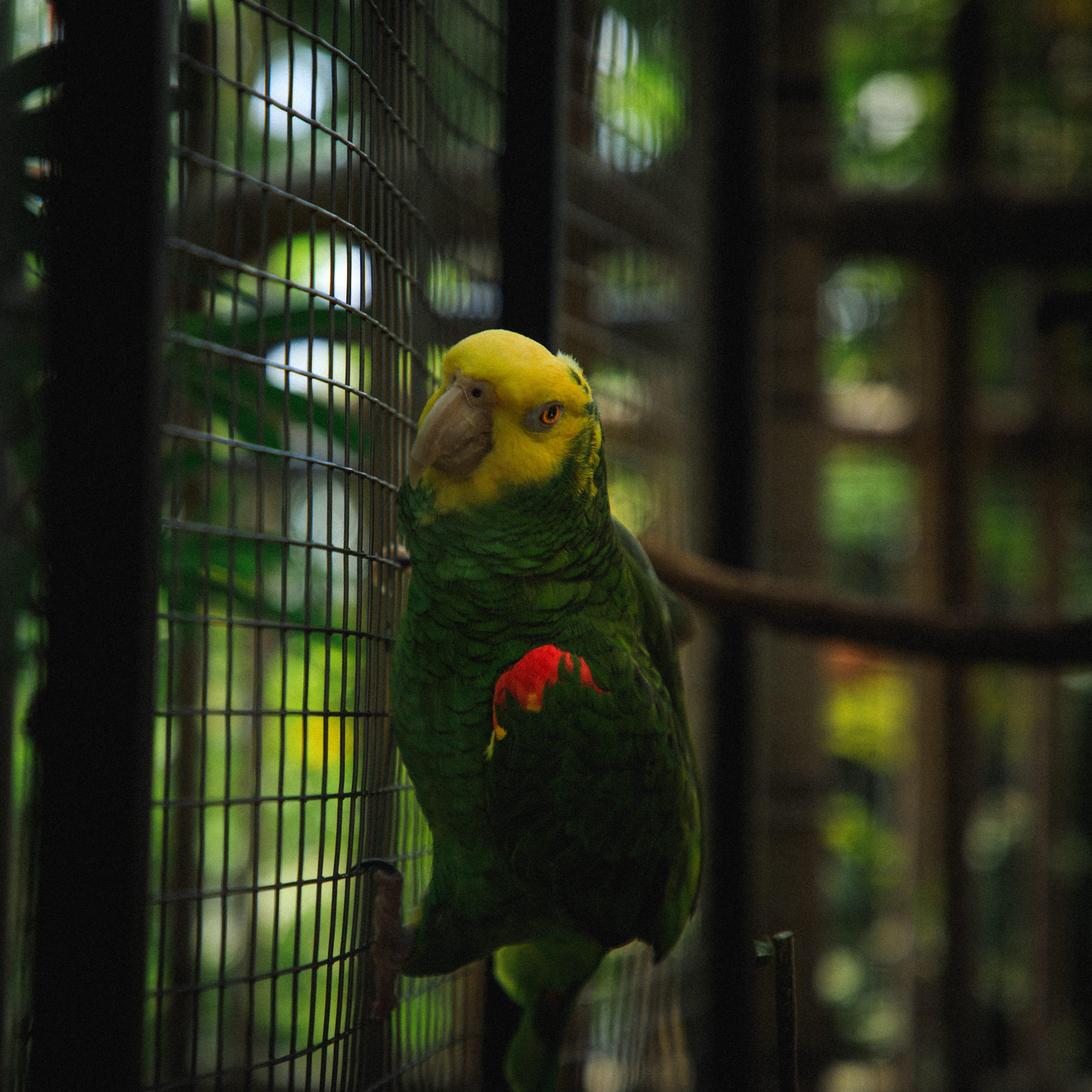 macaw, flower, one animal, rainbow lorikeet, no people, animal themes, birdcage, multi colored, finch, animal, 4K, perching, outside, head, day, bird, Phone HD Wallpaper