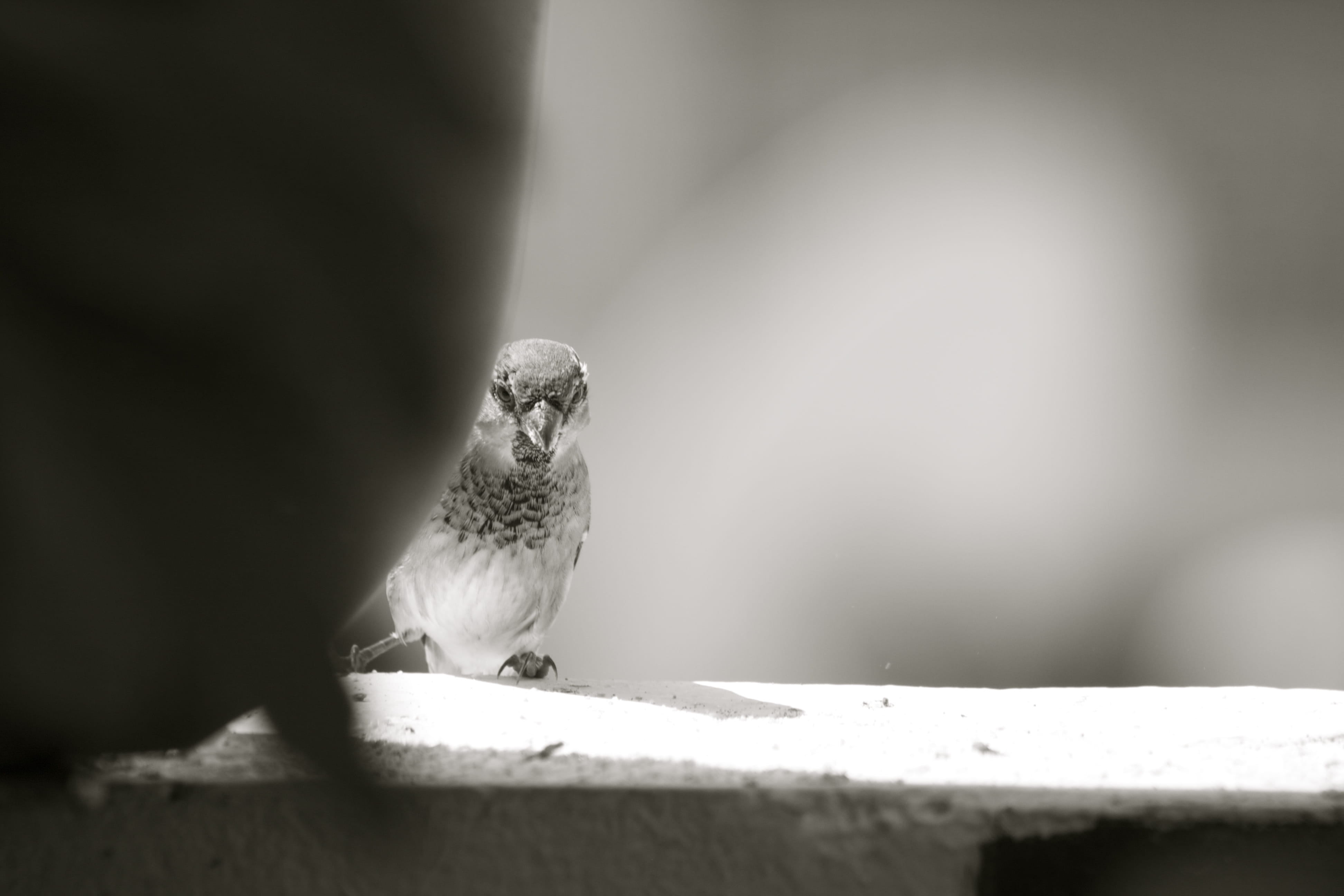 agelaius, cockatoo, focus on foreground, african grey parrot, parakeet, macaw, nature, sparrow, one animal, flying, bird, outdoors, copy space, anthus, HD Wallpaper