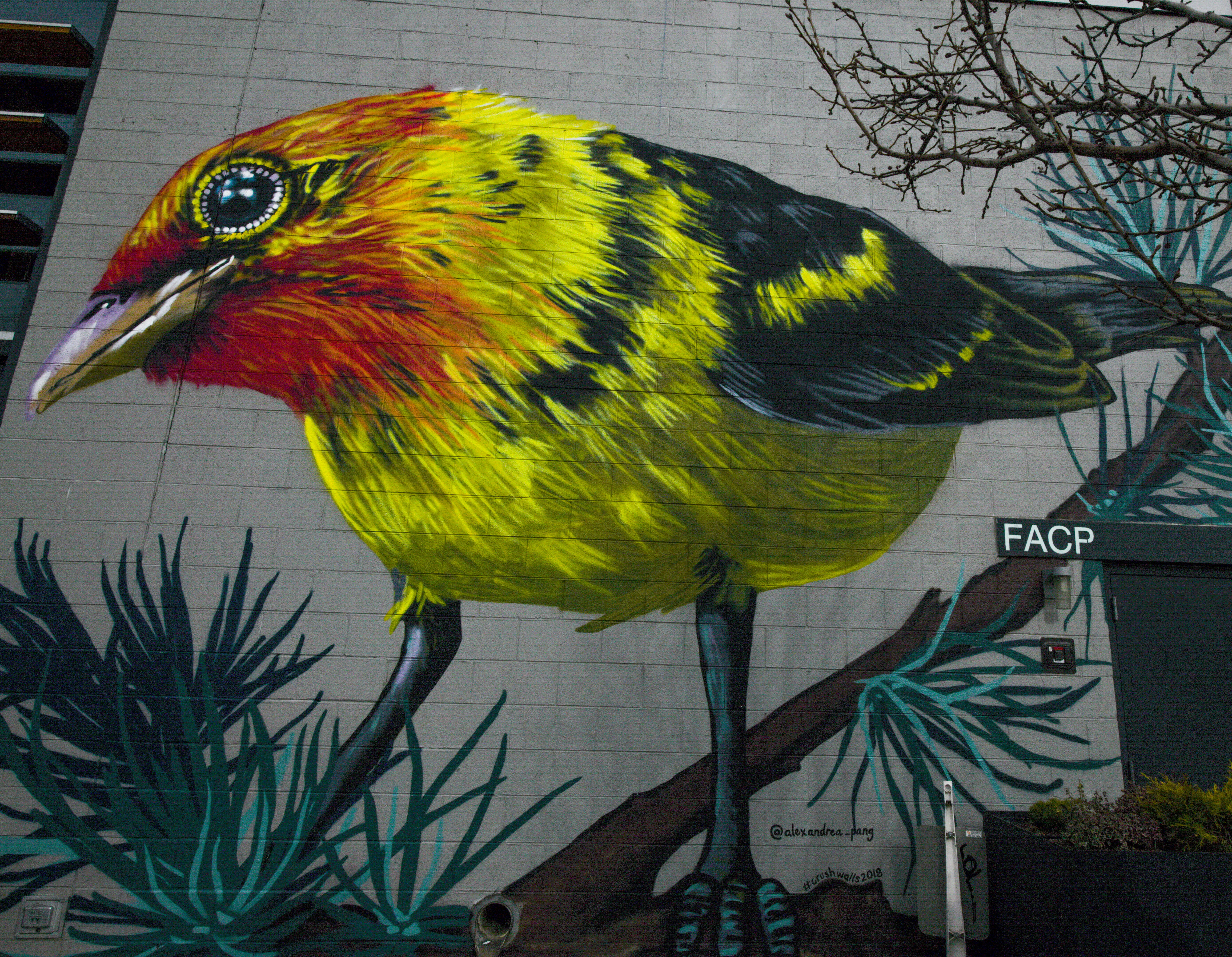 outdoors, nature, multi colored, head, animal wildlife, day, pet, wall, painting, parakeet, animal themes, mural, one animal, vertebrate, art, doodle, macaw, HD Wallpaper