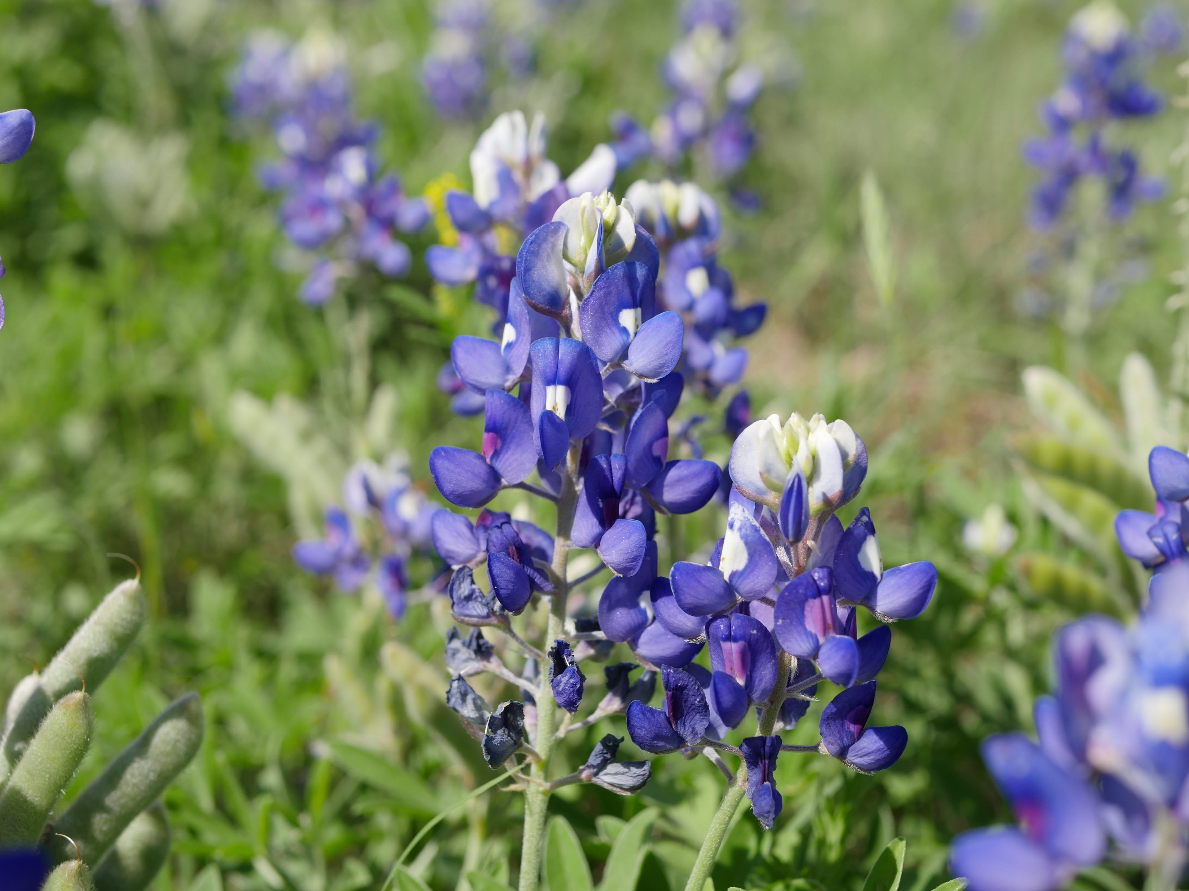 springtime, blue, fragility, nature, floral, 4K, field, flowering plant, petal, lavender, spring, lavender colored, flower head, wildflower, bloom, texas blue bonnet, HD Wallpaper