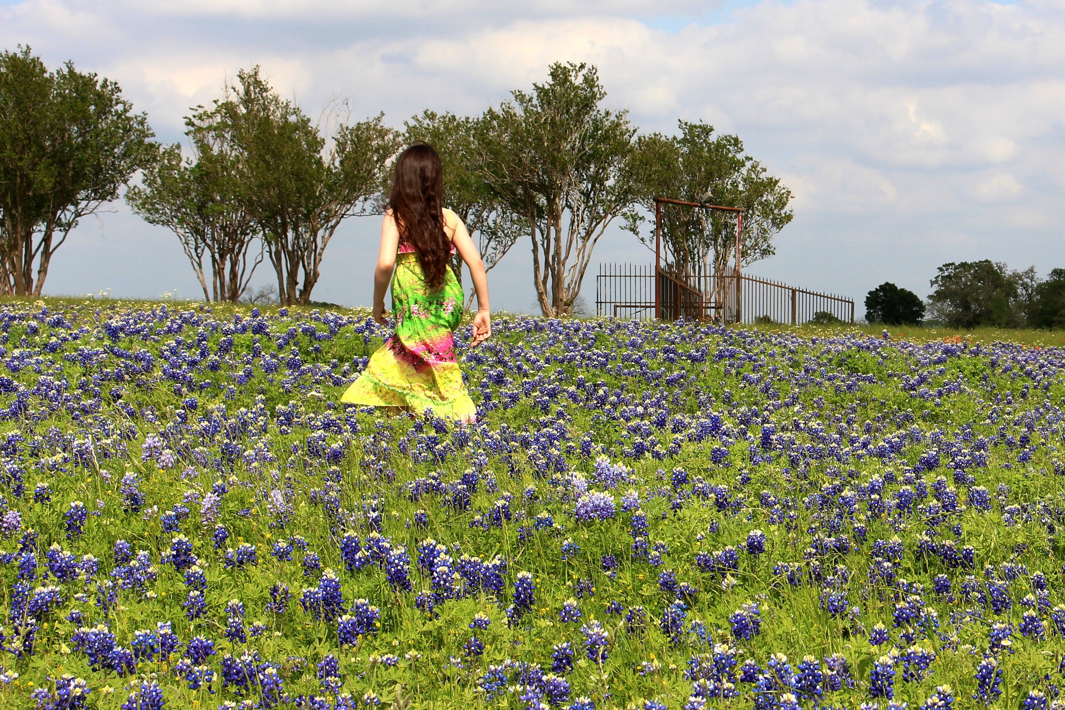 peaceful, land, nature, flowers, flowering plant, day, tree, blue bonnets, adult, freshness, one person, young adult, texas landscape, texas, hairstyle, HD Wallpaper