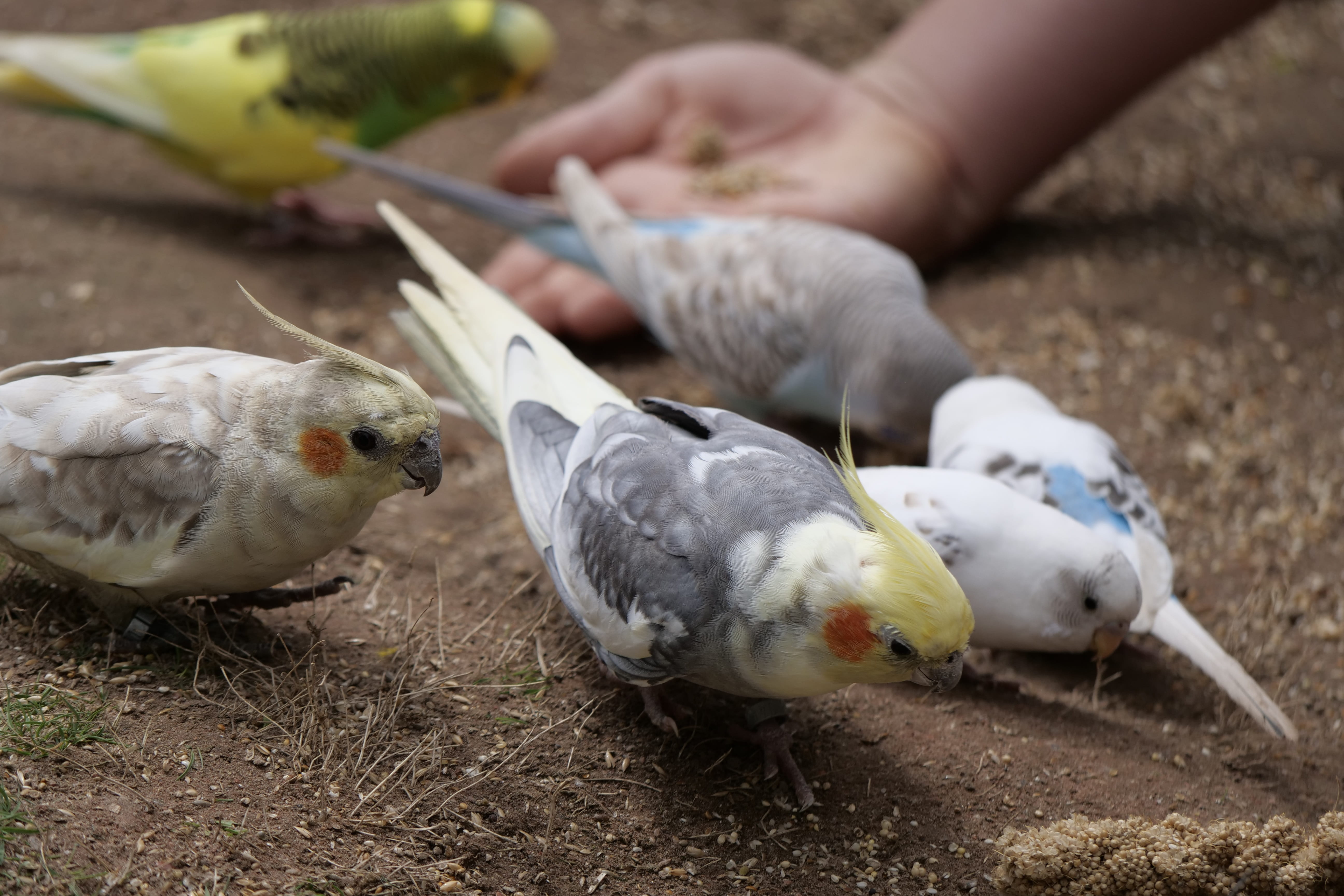 outdoors, hand, human body part, animal wildlife, spring bonnet, selective focus, vertebrate, 5K, finger, real people, human hand, group of animals, close-up, HD Wallpaper