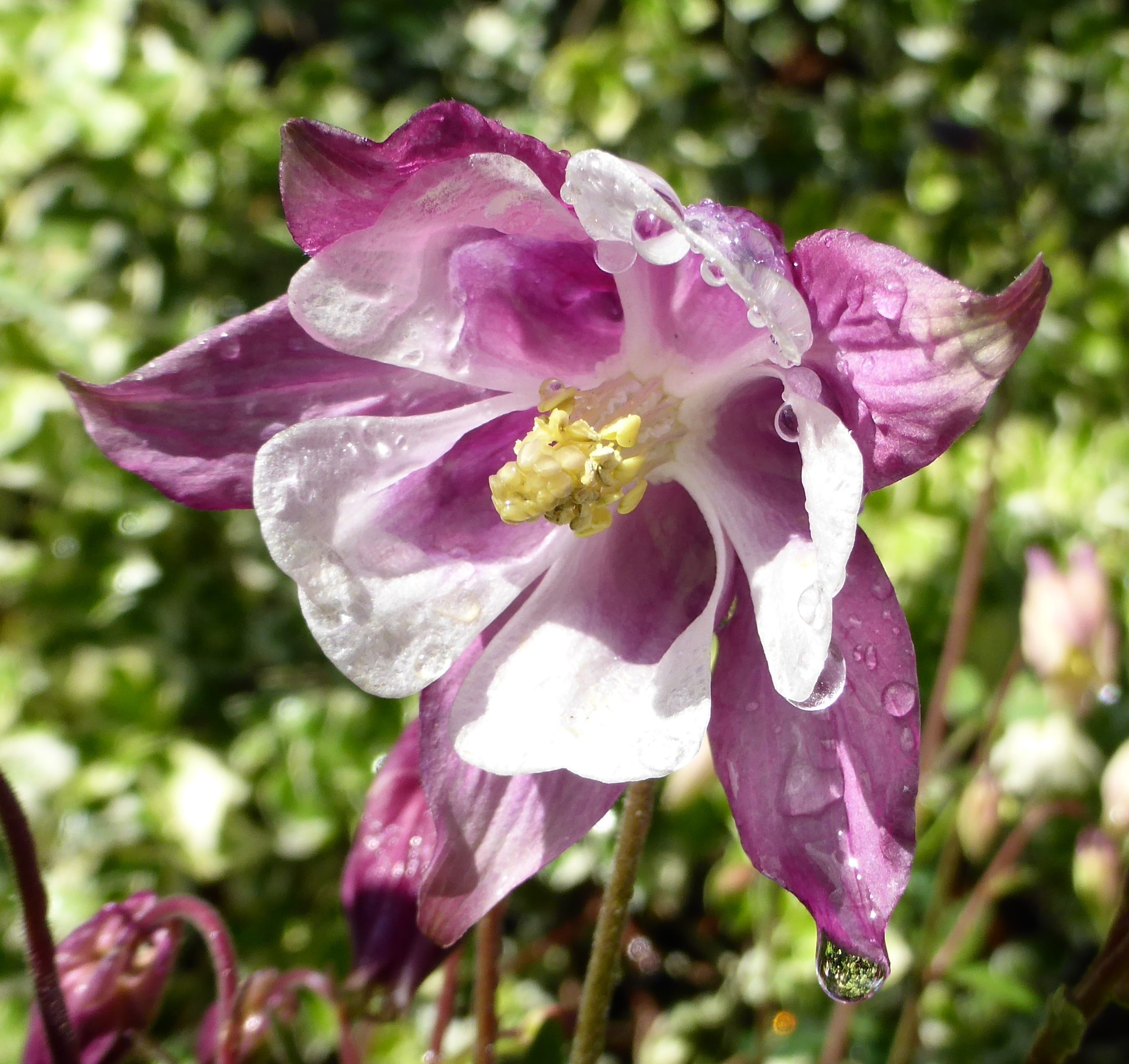 beauty in nature, aquilegia, flower head, flower, drop, inflorescence, no people, growth, 1080P, raindrop, purple, water, horticulture, pollen, vulgaris, HD Wallpaper