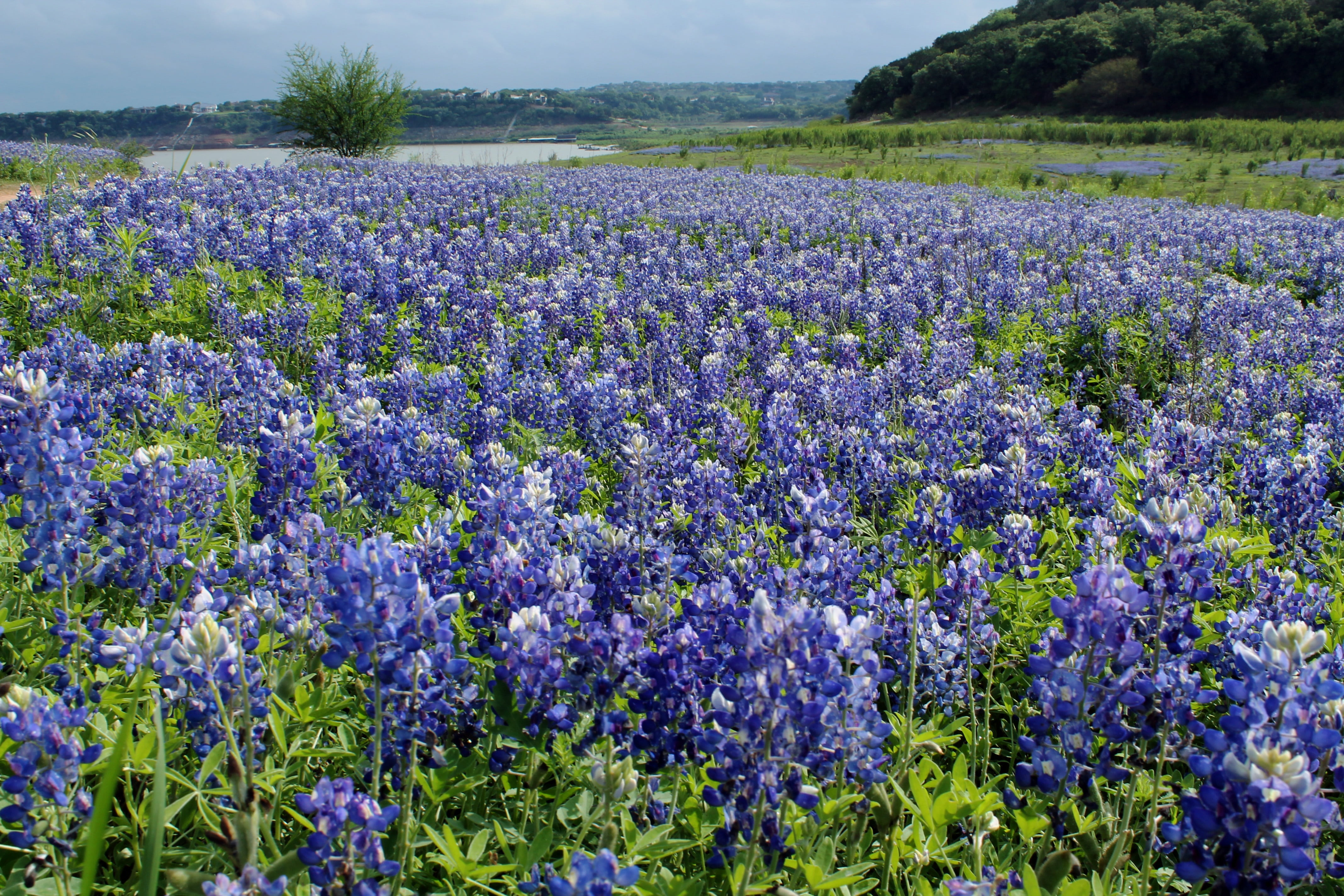 summer, wide, landscape, scenics - nature, freshness, spring, meadow, nature, lavender colored, tranquil scene, vulnerability, flower, flowerbed, texas, HD Wallpaper