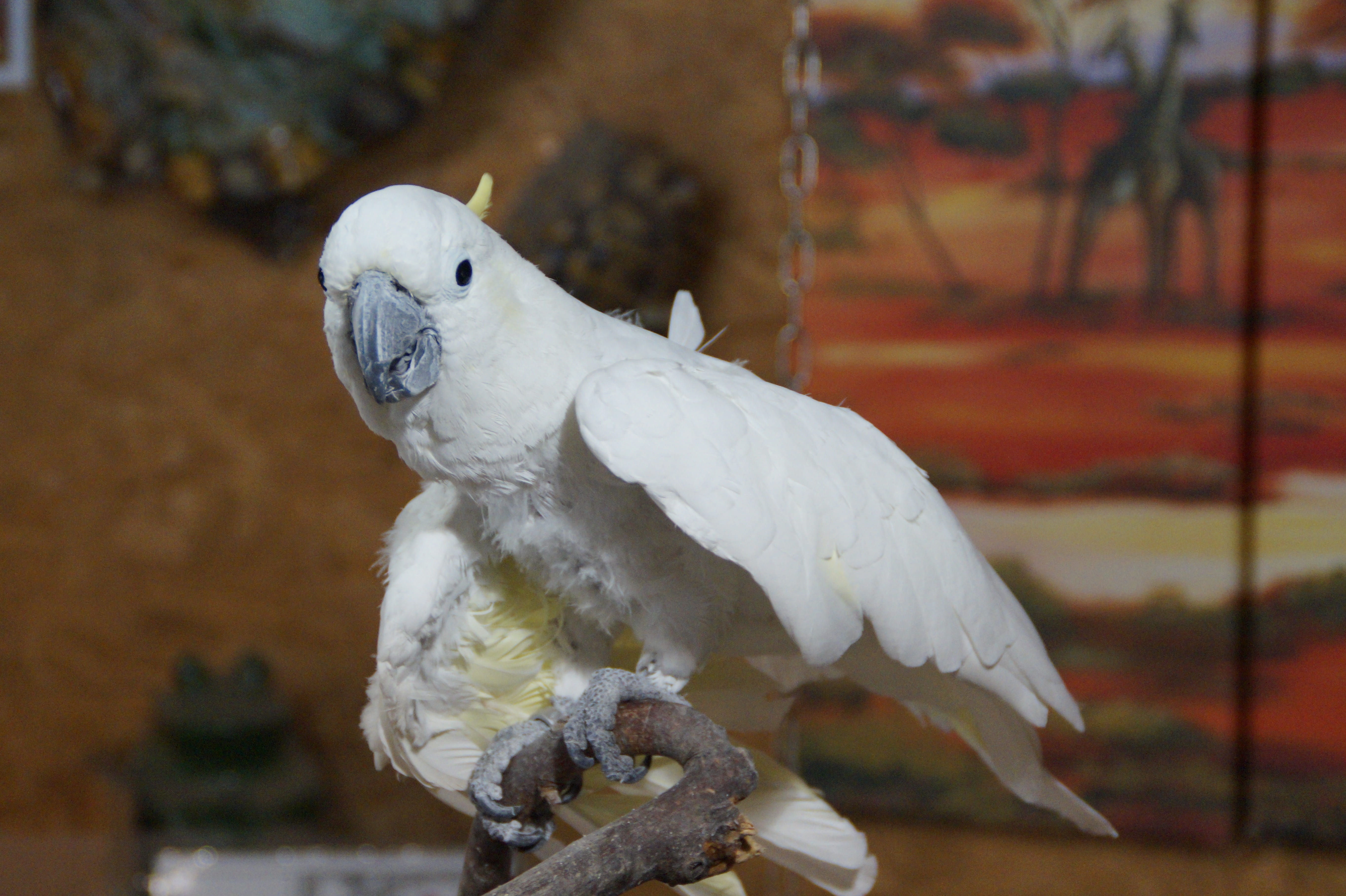 white, Parrot, white color, perching, 5K, vertebrate, Cockatoo, full length, day, spring bonnet, no people, Zoo, animals in the wild, beak, Bird, white cockatoo, HD Wallpaper