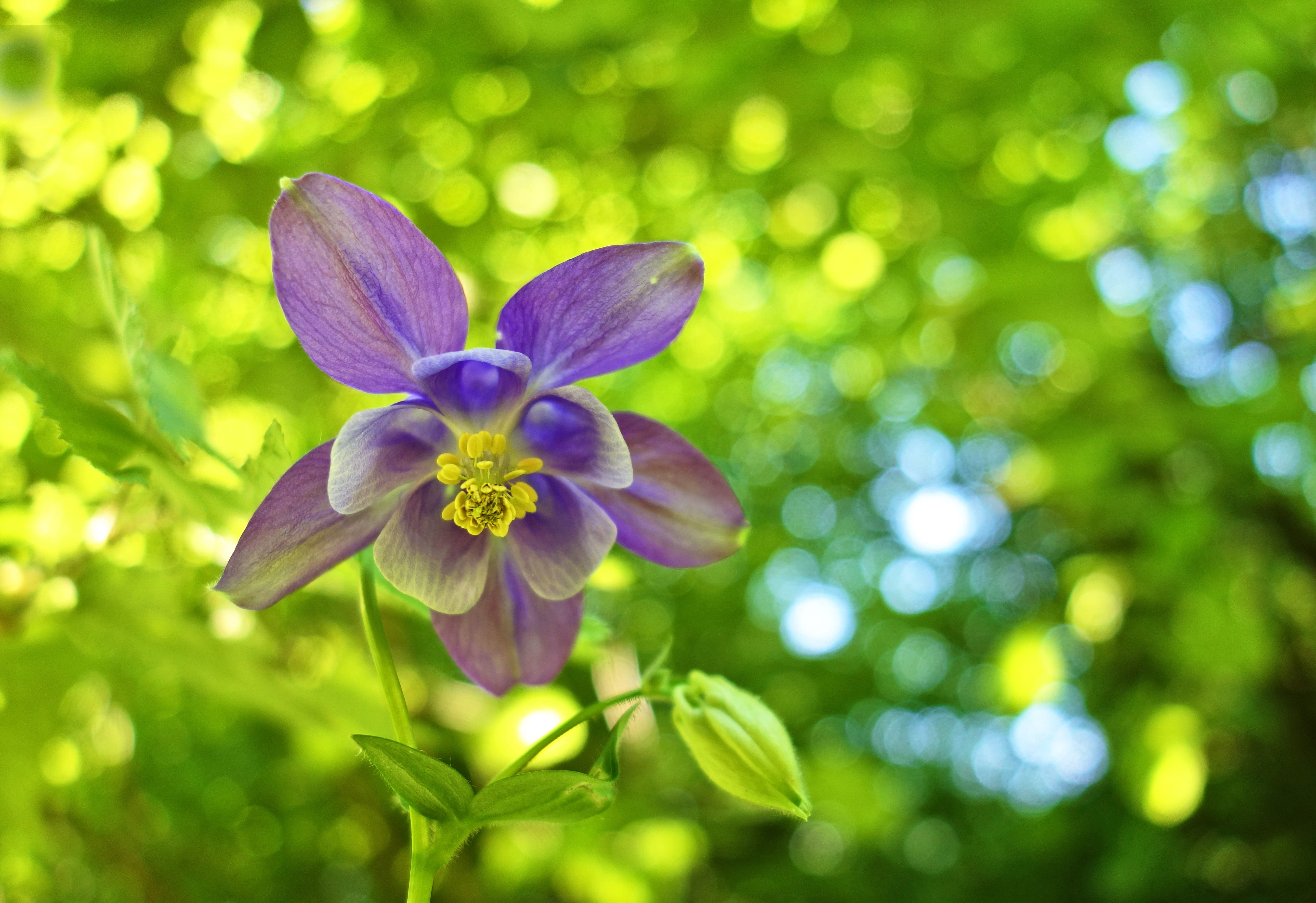 vulnerability, green color, inflorescence, pistil, bud, close-up, beauty in nature, foliage, bokeh, selective, freshness, no people, blossom, flowering plant, HD Wallpaper