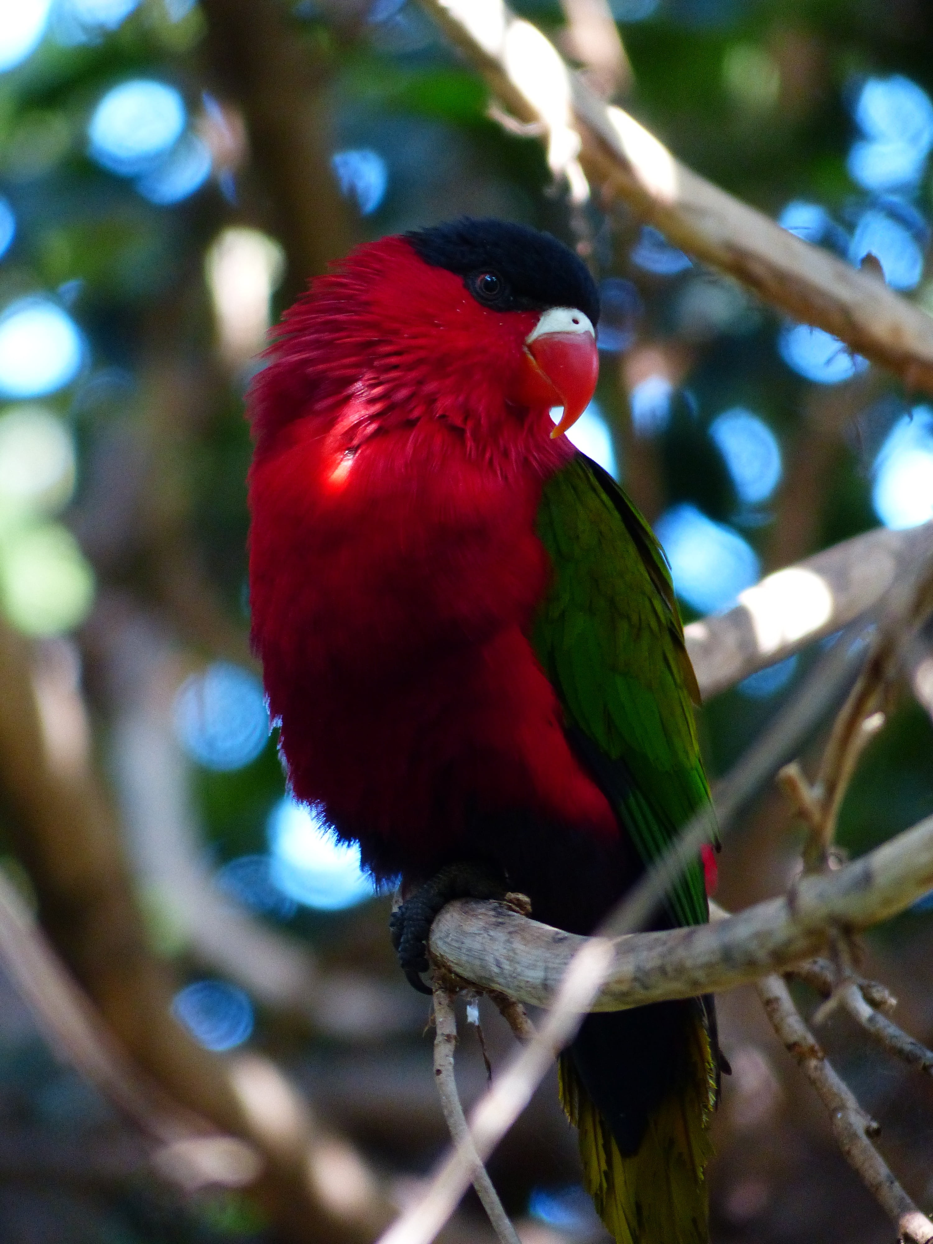 perching, close-up, red, breitschwanzlori, vertebrate, parrot, day, colorful, bird, focus on foreground, beauty in nature, animal wildlife, lori, animals in the wild, Phone HD Wallpaper