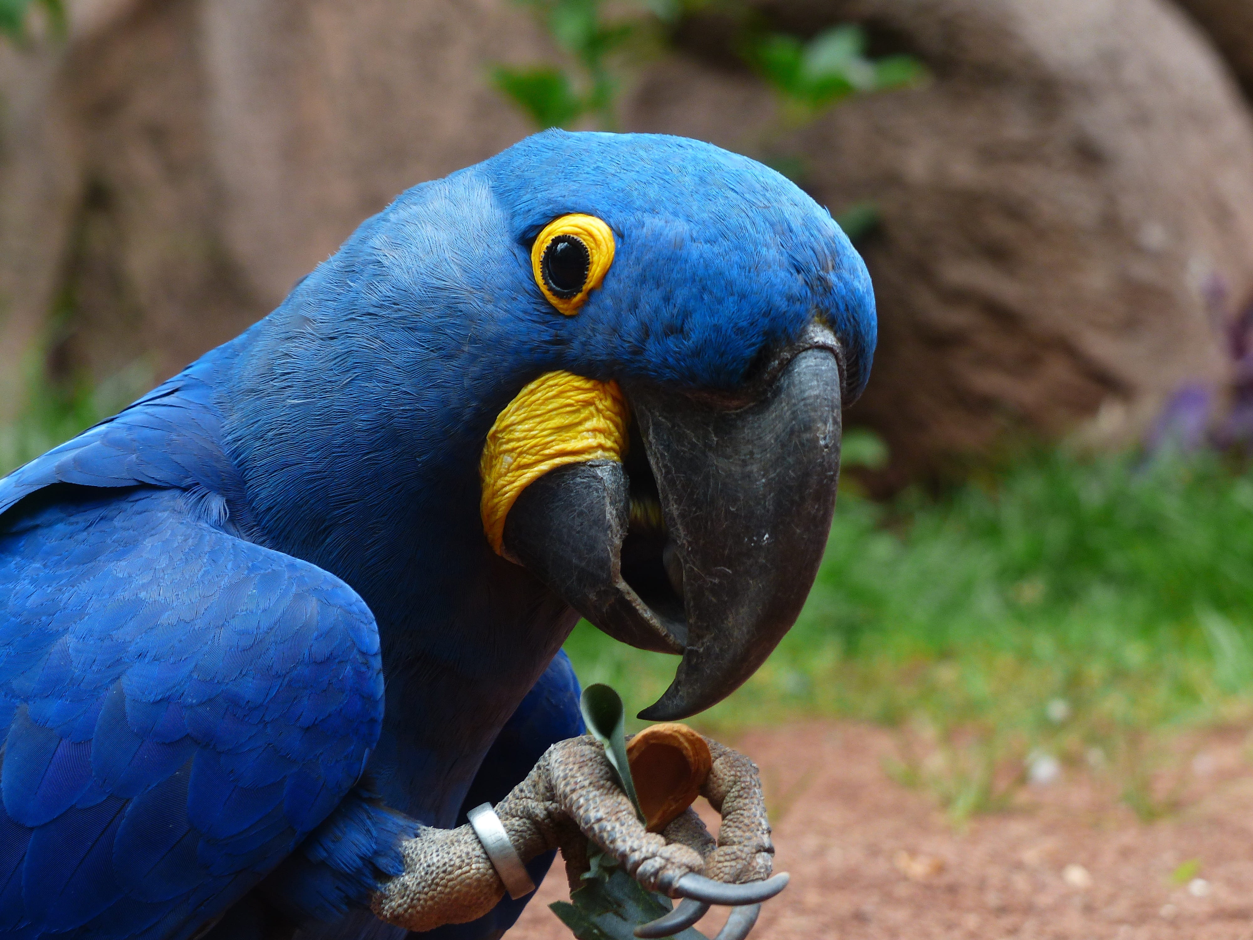 bite, pretty, psittaciformes, day, zoo, bill, hyazinth-ara, beak, parrot, macaw, beautiful, play, arini, blue, nature, anodorhynchus, anodorhynchus hyacinthinus, HD Wallpaper