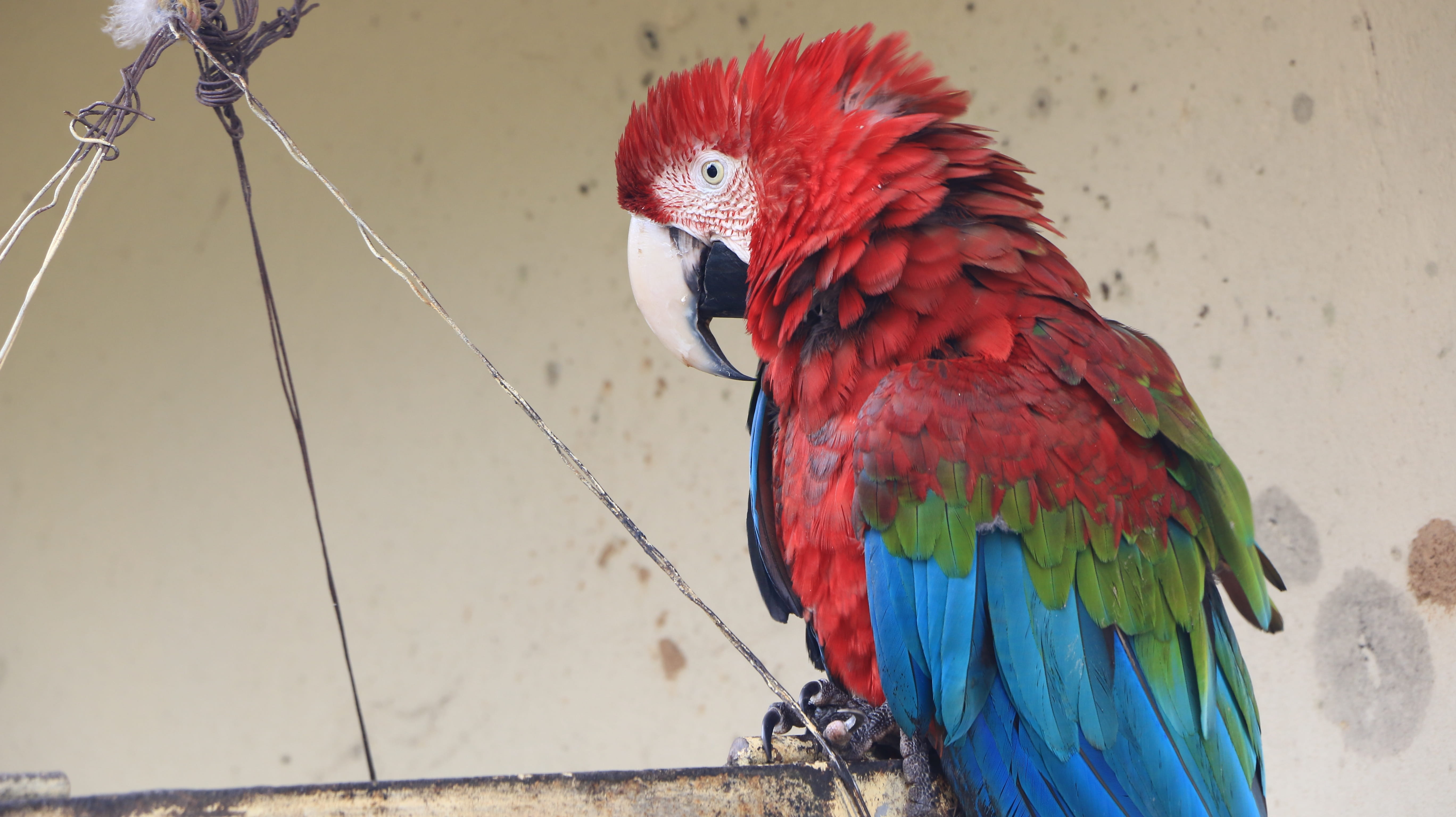 vertebrate, psittaciformes, animal wildlife, perching, nature, multi colored, macaw, outdoors, no people, birds, 5K, scarlet macaw, wall - building feature, HD Wallpaper