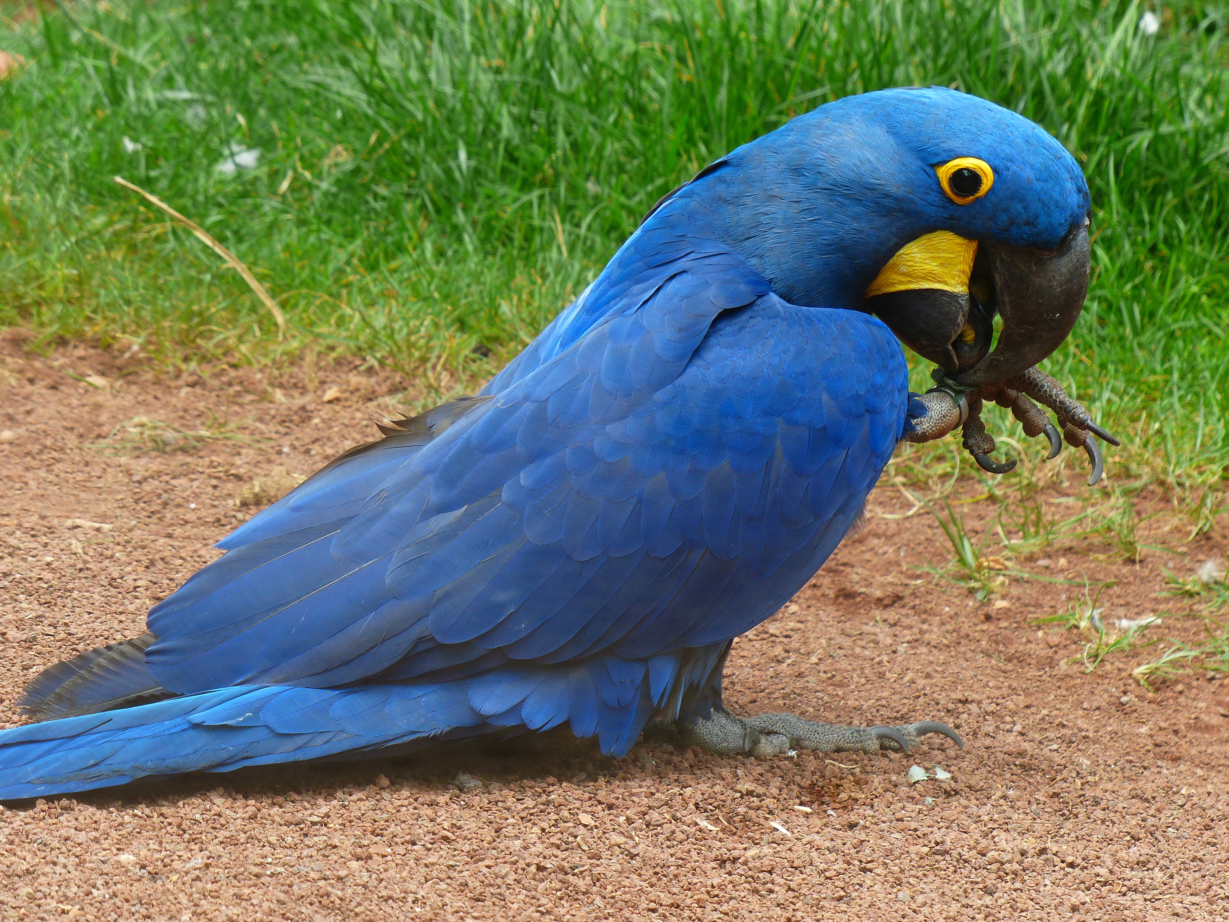macaw, beautiful, plant, anodorhynchus, no people, vertebrate, hyazinth-ara, land, ara, bird, large, animal body part, blauaras, animal, animal themes, HD Wallpaper