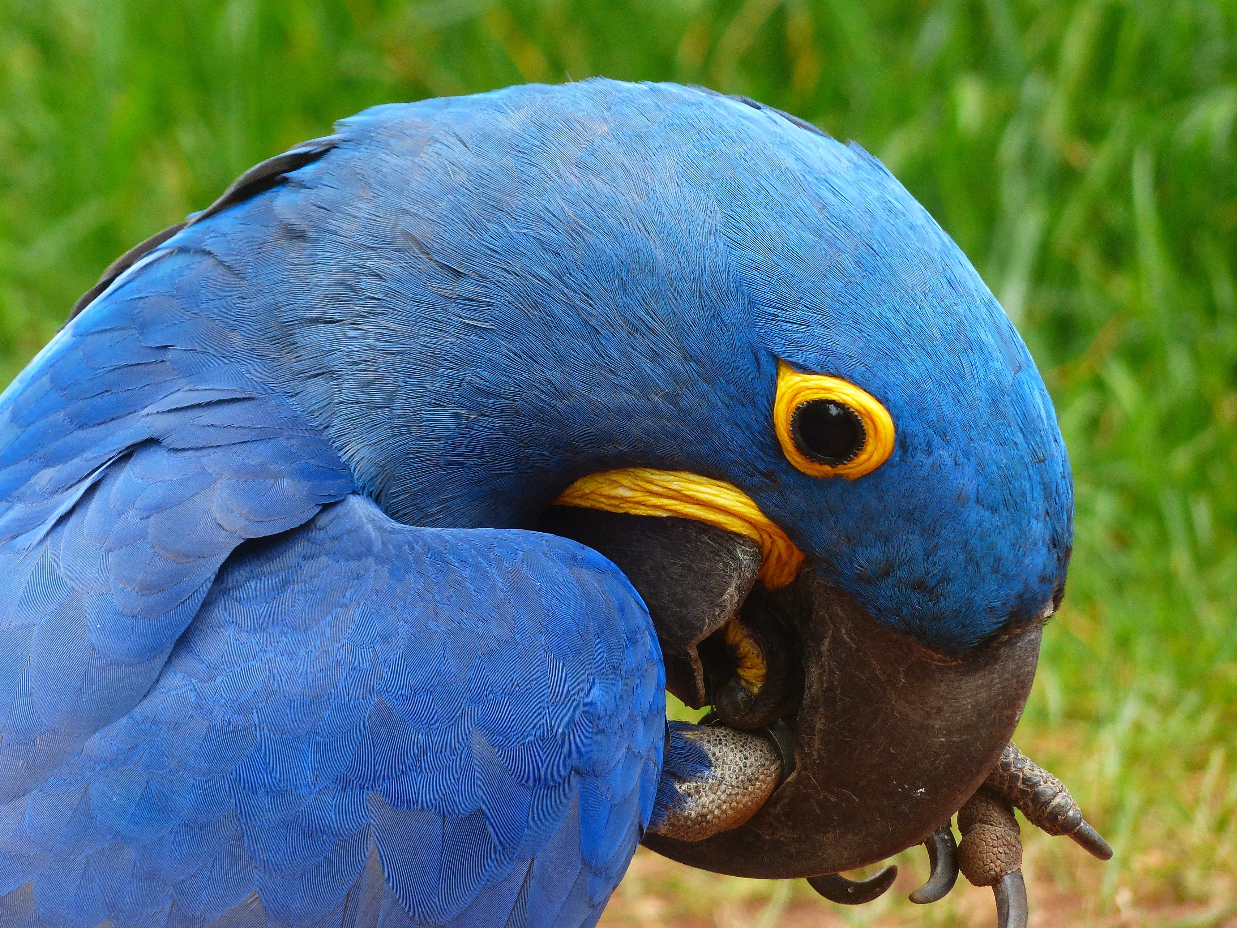 4K, outdoors, animal, one animal, bite, close-up, large, anodorhynchus hyacinthinus, animal eye, ara, animal body part, animals in the wild, no people, HD Wallpaper