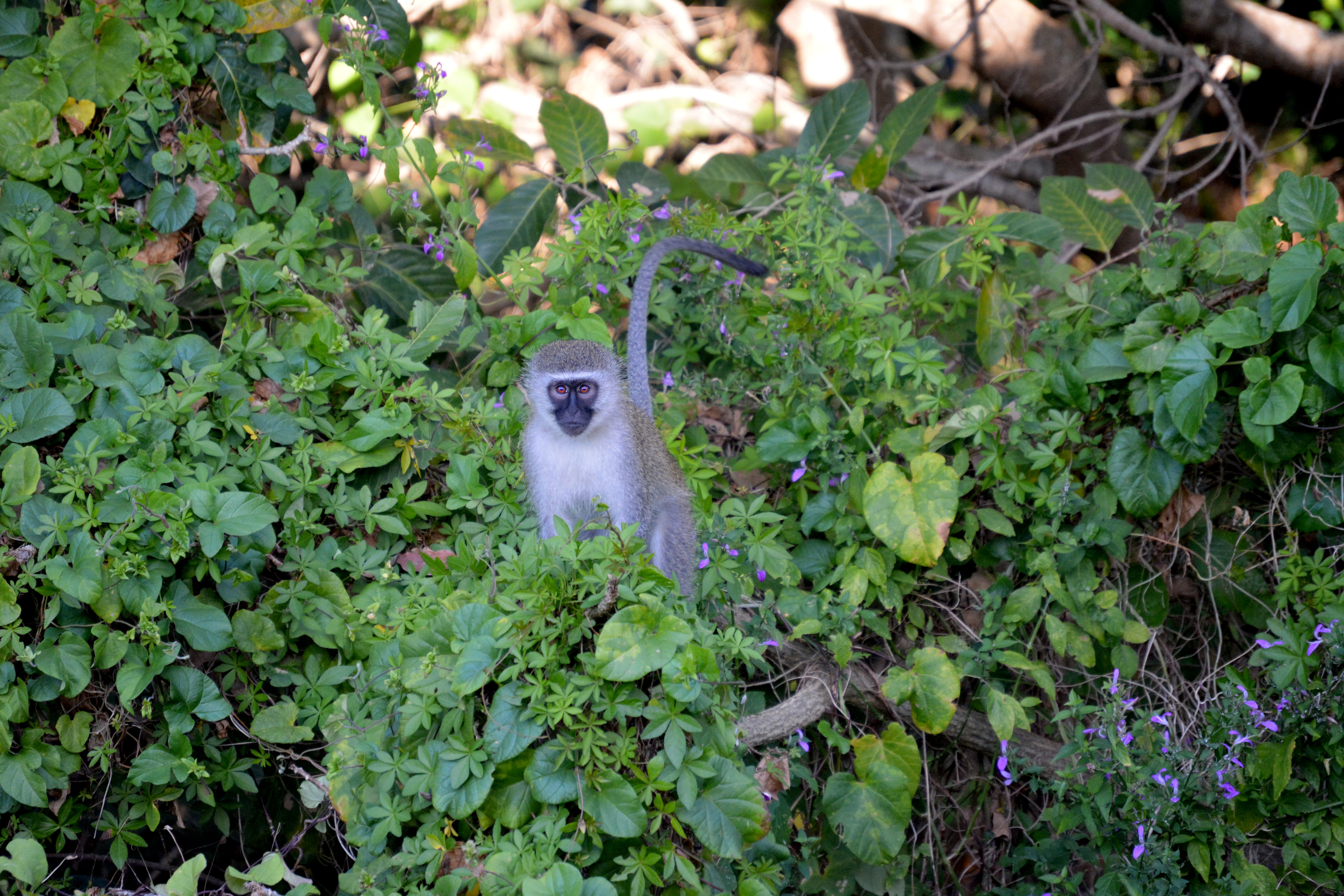 land, south africa, animal wildlife, growth, monkey, nature, vervet monkey, vertebrate, field, summer, leaf, primate, tree, wildlife, mammal, animal, stare, HD Wallpaper