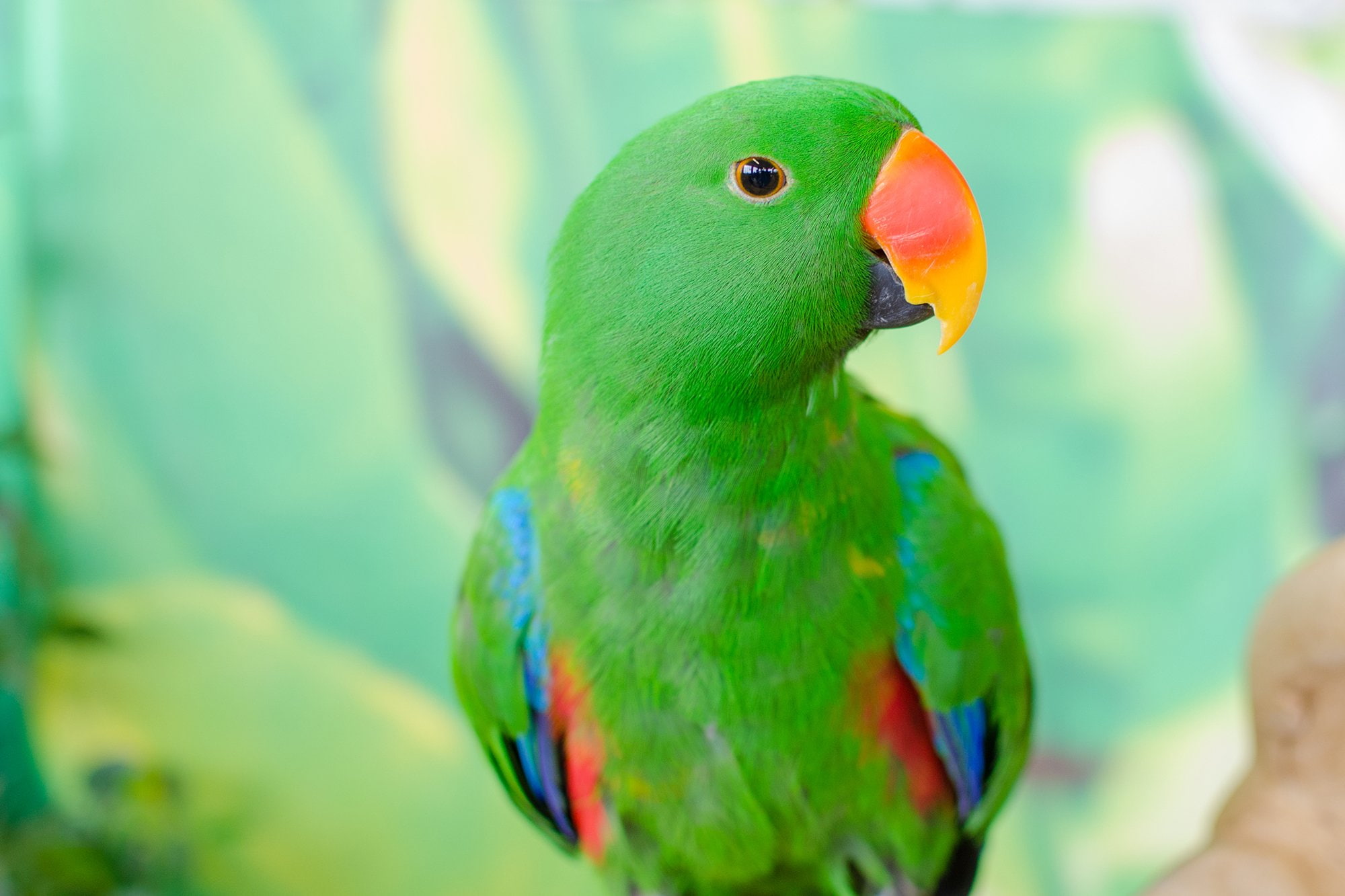 tropical, bird, parrot, 1080P, eclectus, HD Wallpaper