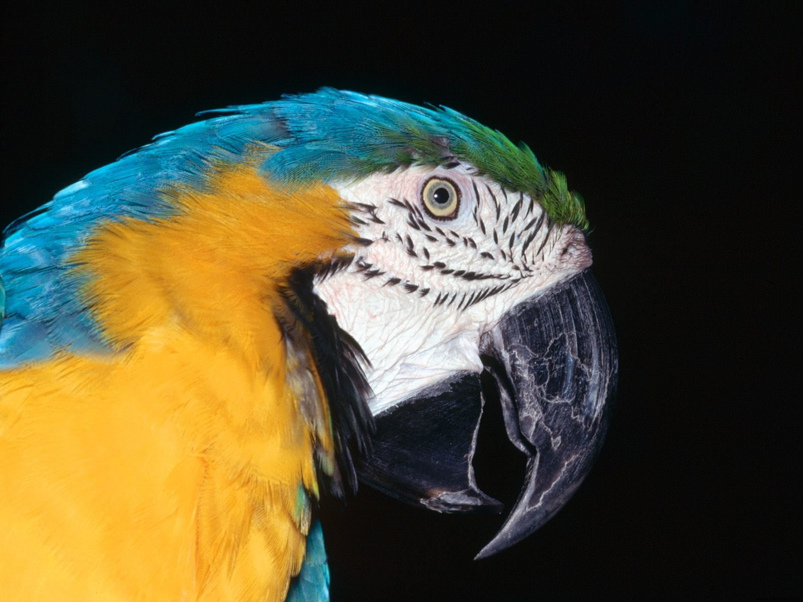 macaw, blue, yellow, 720P, HD Wallpaper