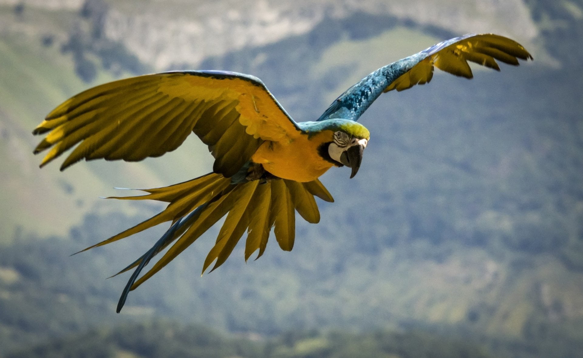 nature, Birds, 1080P, animal themes, no people, animal wing, day, Parrot, animals in the wild, animal body part, animal wildlife, Macaw, mid-air, focus on foreground, HD Wallpaper