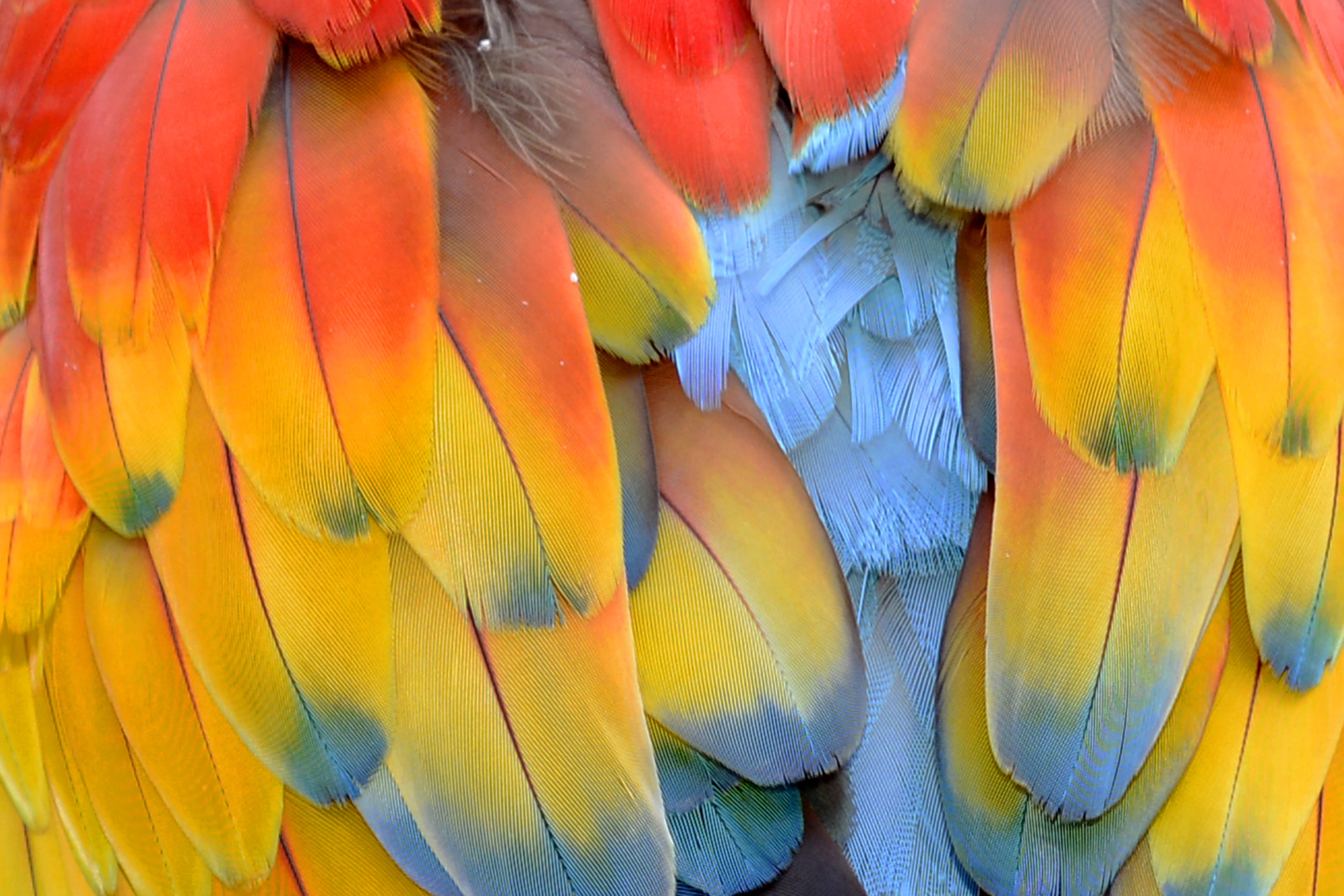 animals, multi colored, close-up, tail fin, full frame, animal body part, animal wildlife, feather, butterfly - insect, bird, yellow, feathers, orange, HD Wallpaper