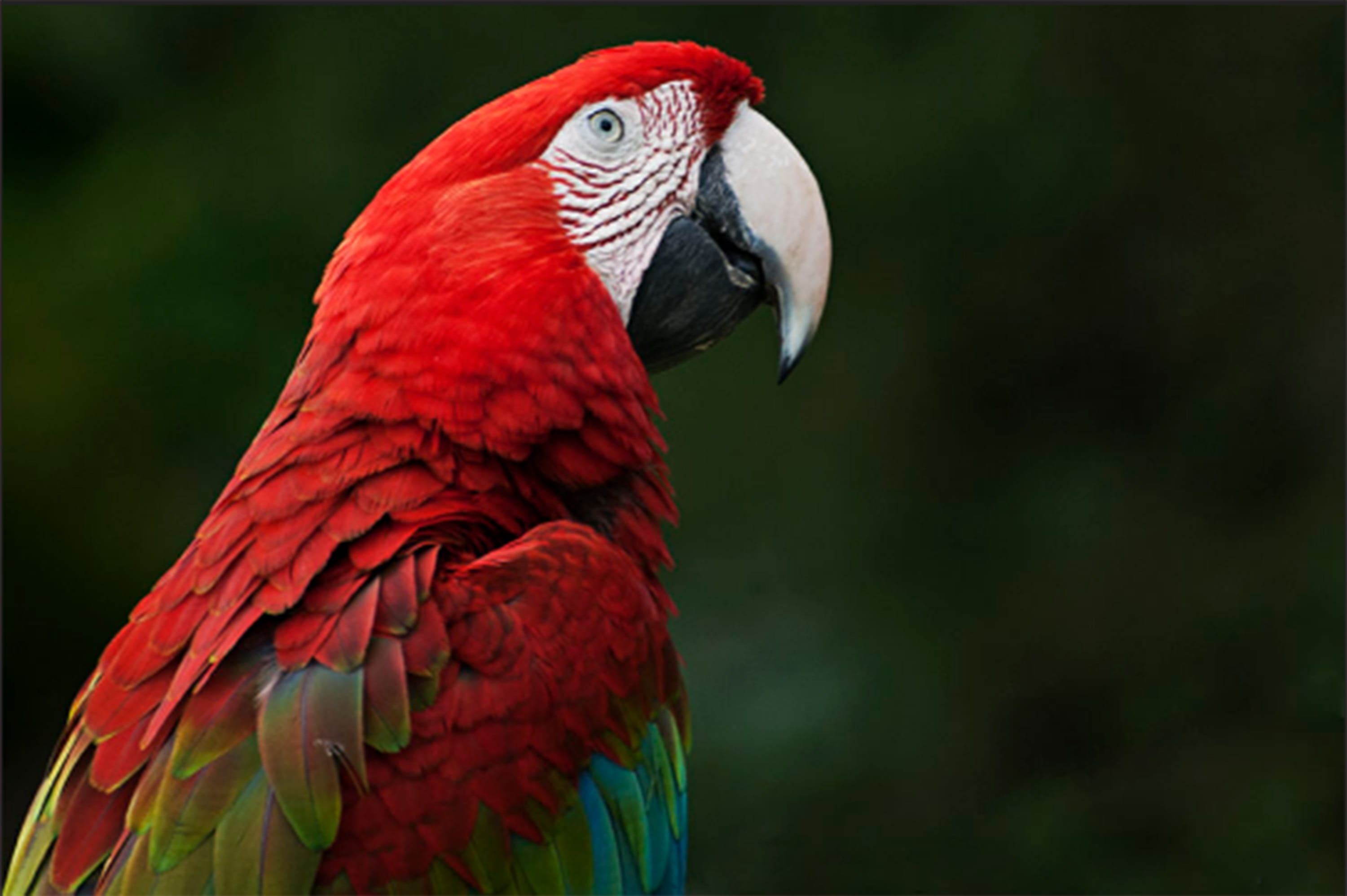 no people, head, macaw, one animal, parrot, 2K, portrait, bird, animal themes, focus on foreground, animal head, wing, close up, color, animal world, nature, HD Wallpaper