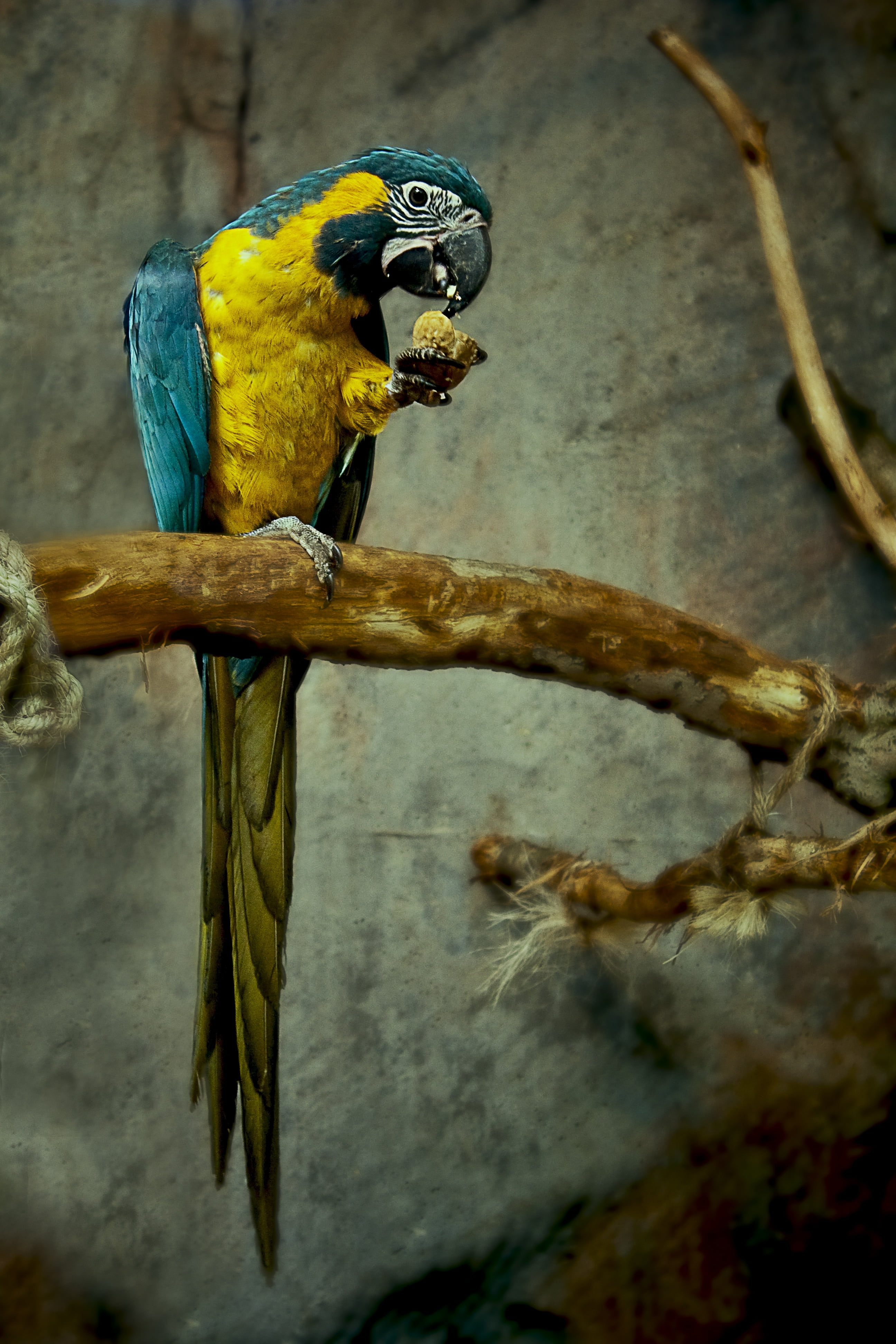 red, beak, cute, wild, green, day, nature, flying, white, tree, avian, bright, design, color, animal themes, feather, gold and blue macaw, wing, fauna, Phone HD Wallpaper