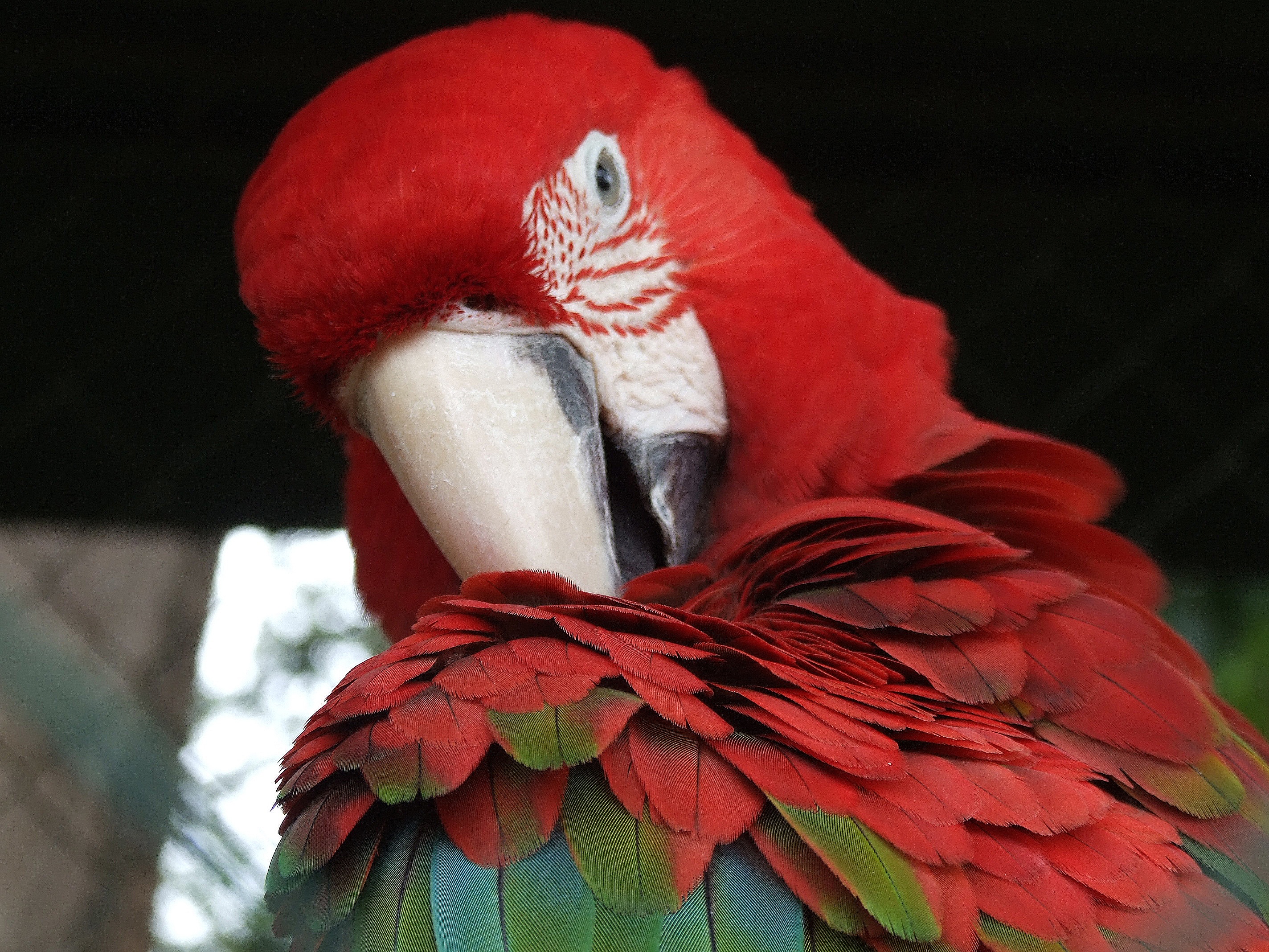 macaw, vertebrate, animal neck, no people, scarlet macaw, close, red, color, beak, head, 2K, animal, animals in the wild, ara, tropical Climate, close-up, HD Wallpaper
