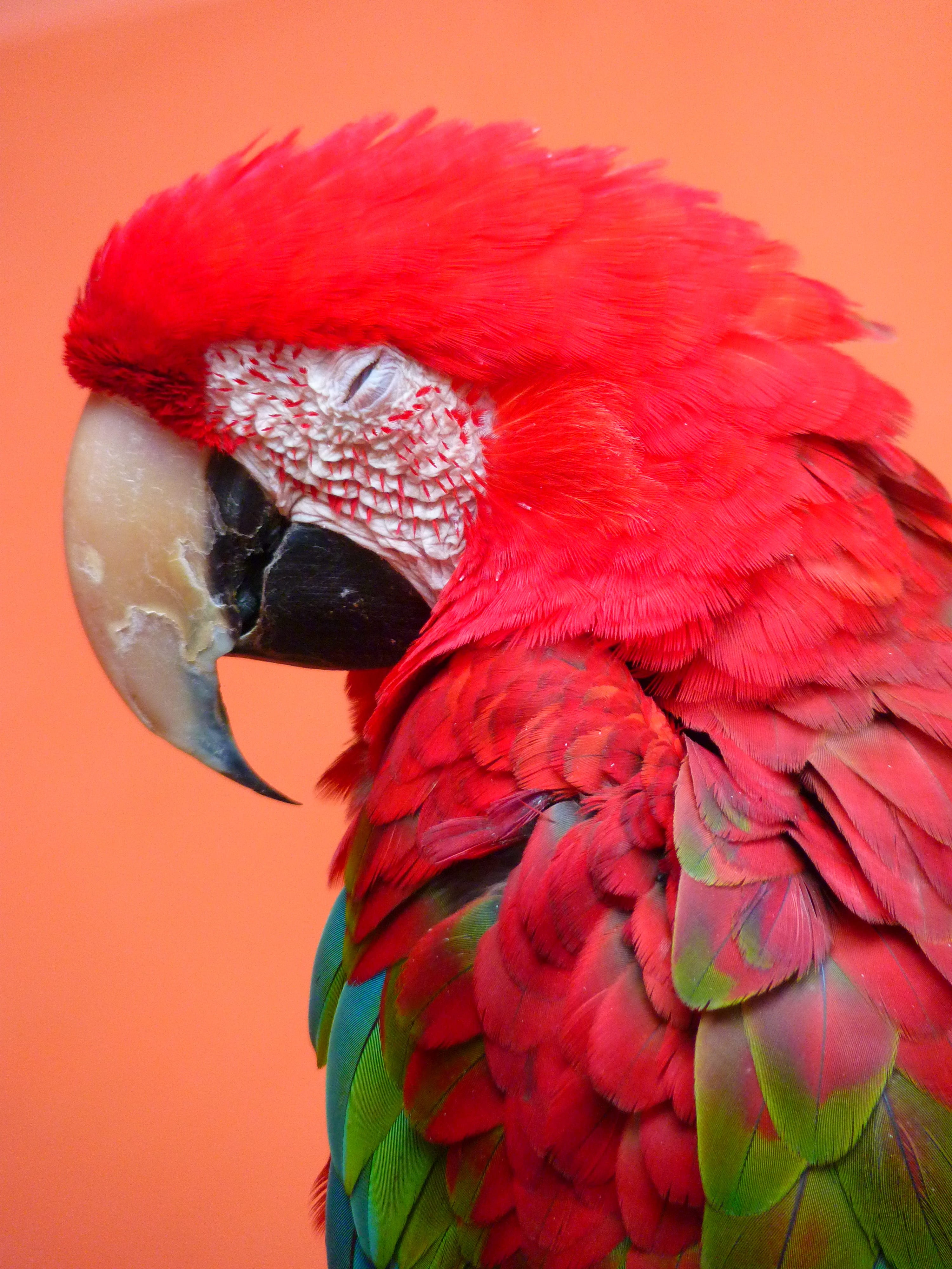 colorful, scarlet macaw, outdoors, parrot, animal wildlife, vertebrate, feather, red ara, red, close-up, bird, nature, day, animal, one animal, animals in the wild, Phone HD Wallpaper