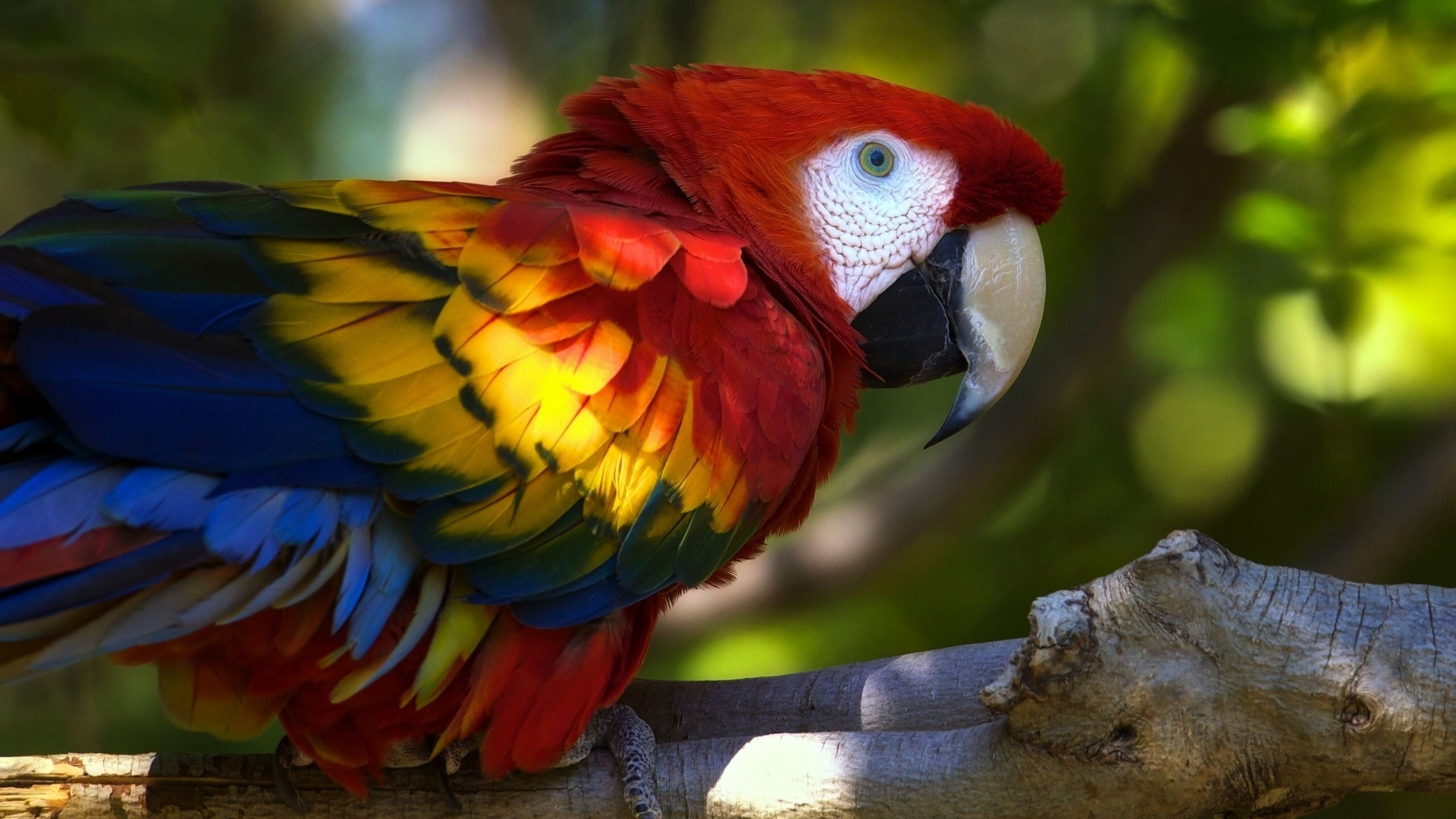 animals in the wild, colors, macaw, bird, animal themes, animal wildlife, branch, one animal, nature, day, beak, multi colored, no people, vertebrate, yellow, HD Wallpaper