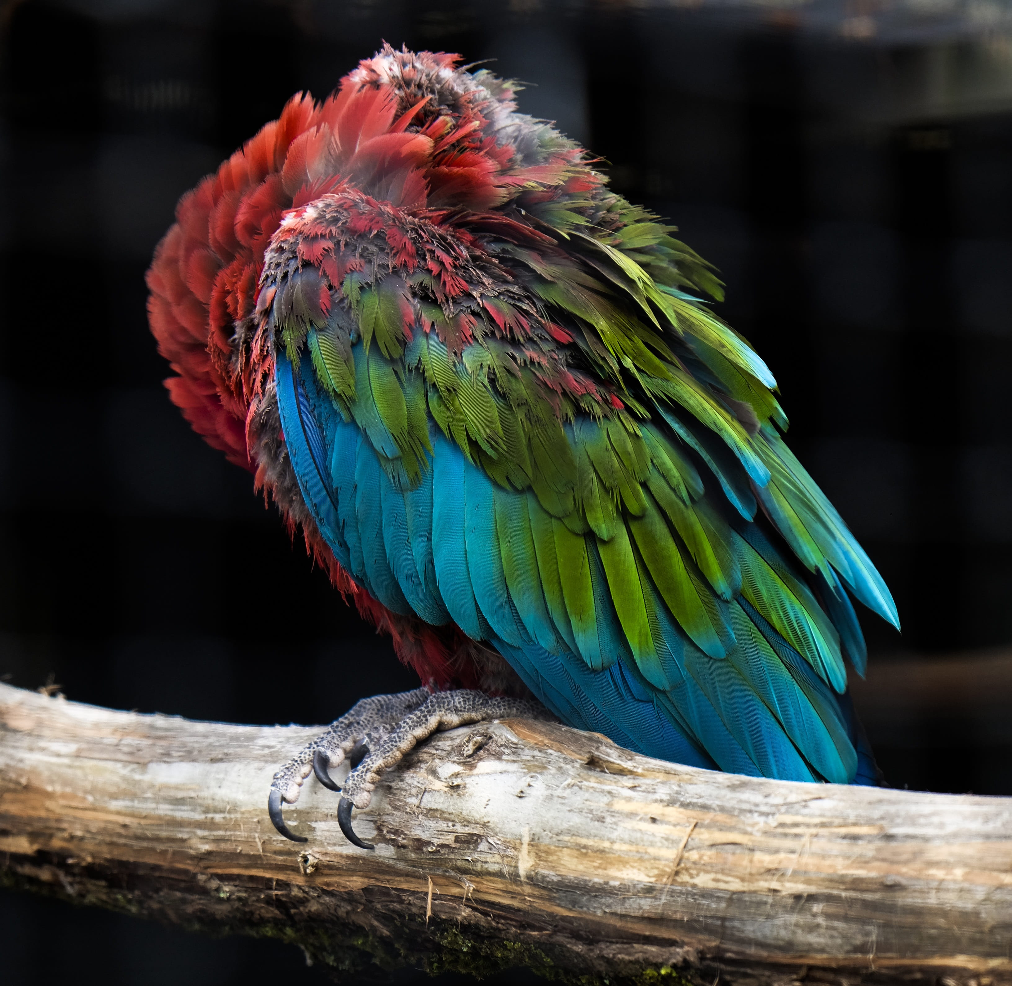one animal, wood - material, 2K, parrot, animal eye, green, bird, nature, no people, red, close-up, rainbow lorikeet, beauty in nature, plumage, ara, focus on foreground, HD Wallpaper